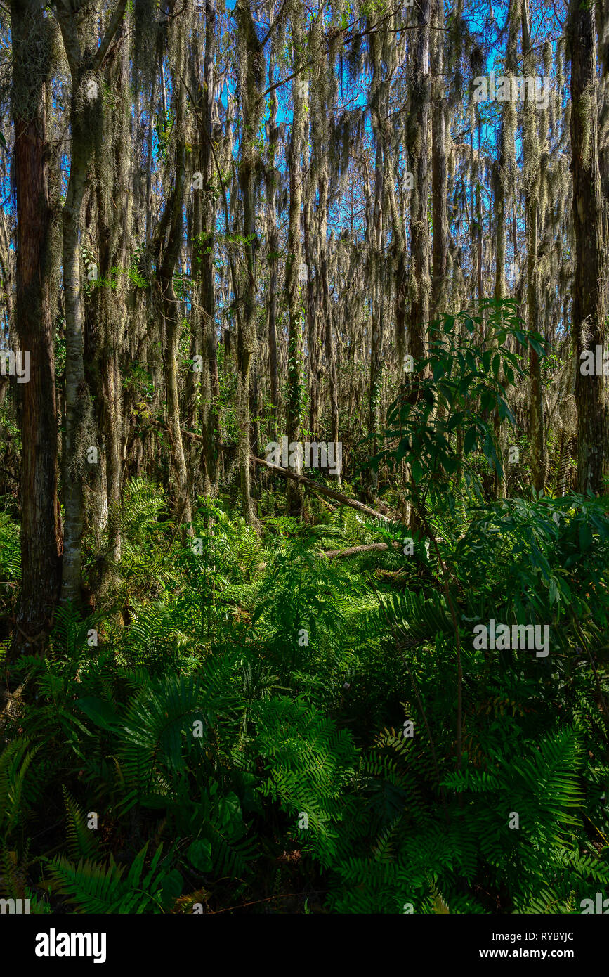 Spanisches Moos hängt von der kahlen Zypressen in Loxahatchee National Wildlife Refuge Stockfoto