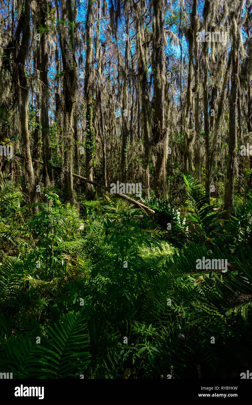 Spanische Moos hängen in Cypress Tree Sumpf in Loxahatchee National Wildlife Refuge Stockfoto