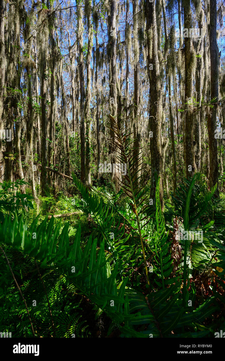 Spanische Moos hängen von kahlen Zypressen Fänge am Morgen Licht in Loxahatchee National Wildlife Refuge Stockfoto