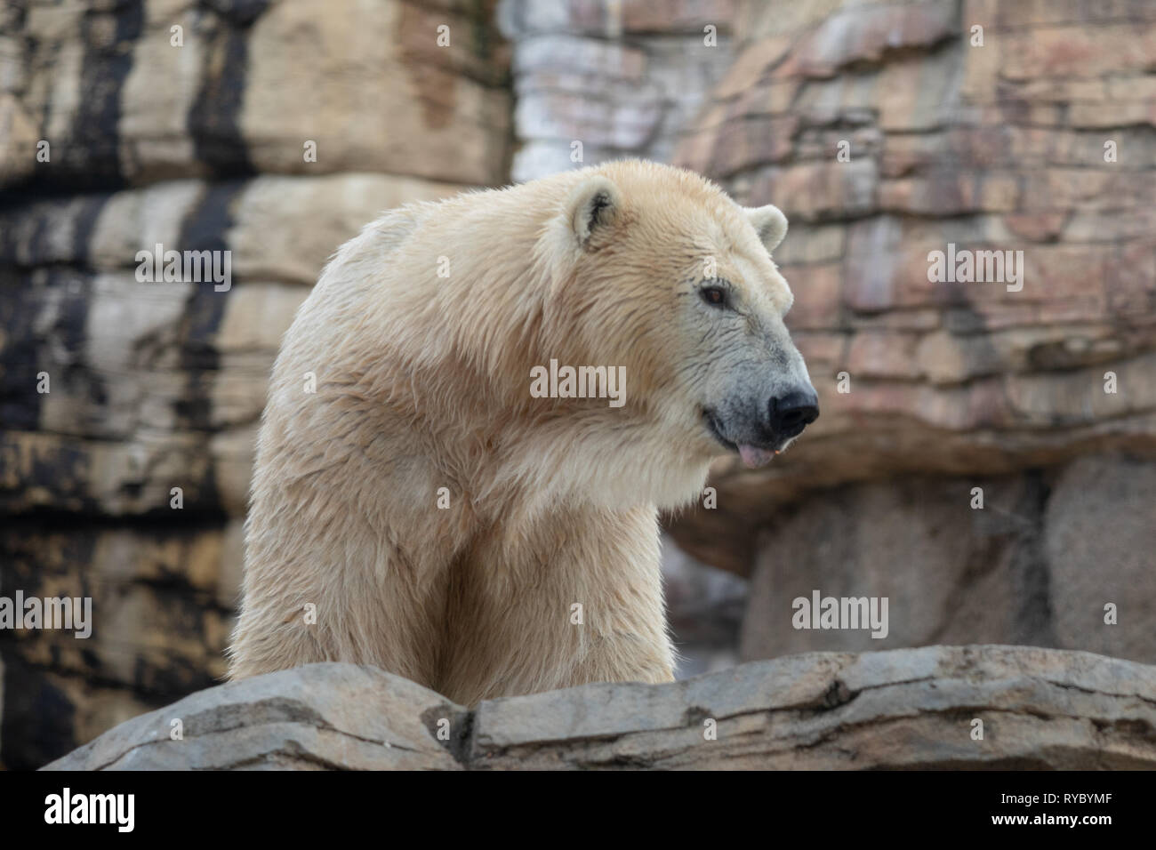 Eisbär - San Diego Zoo Stockfoto