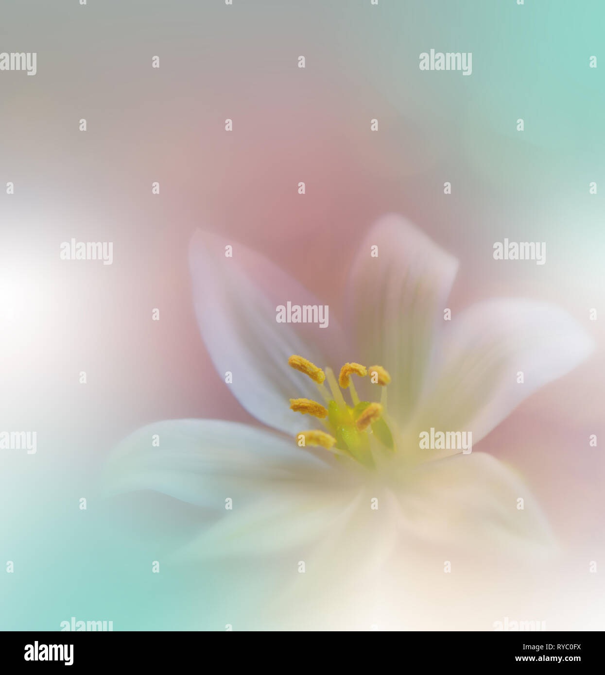 Wunderschöne Natur Hintergrund. Farbenfrohe künstlerische Wallpaper. Natürliche Makro Fotografie. Schönheit in der Natur. kreativer Blumenkunst. Ruhige Szene. Abstrakte Blumen Stockfoto