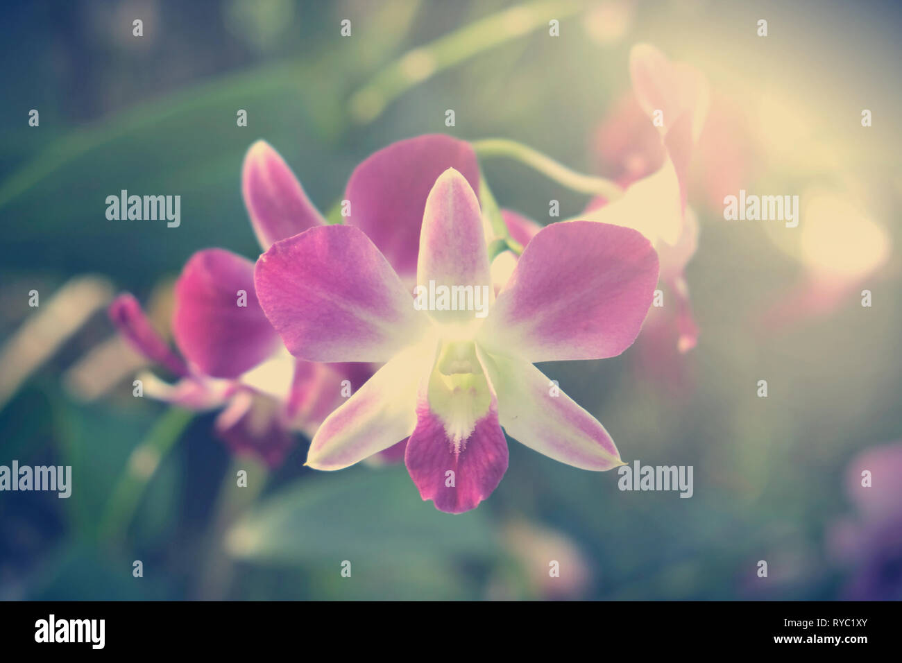 Orchidee im tropischen Garten. Floral background. Stockfoto
