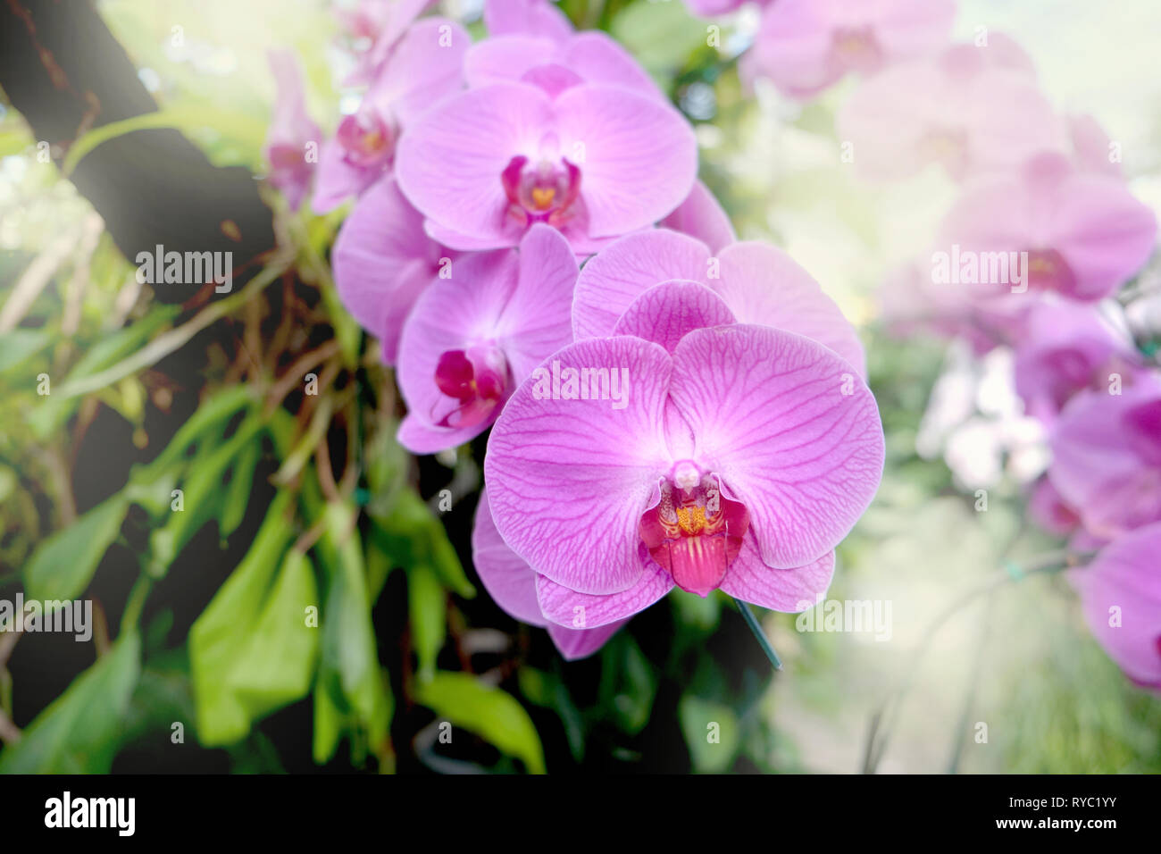 Schöne Orchidee im tropischen Garten. Floral background. Stockfoto