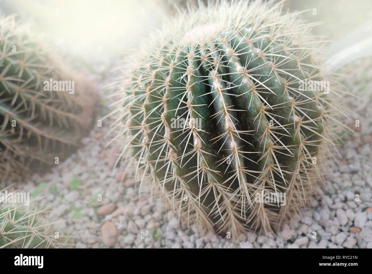Kaktus Landschaft. Cactus Feld. Garten der Blume. Stockfoto