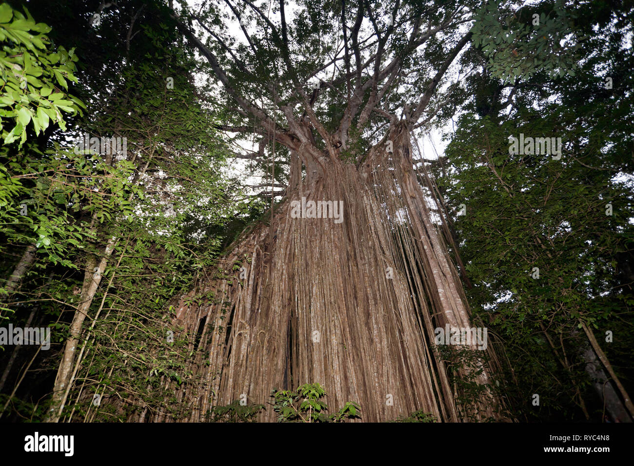 Curtain Fig Tree, Atherton Tablelands, Far North Queensland, Australien Stockfoto