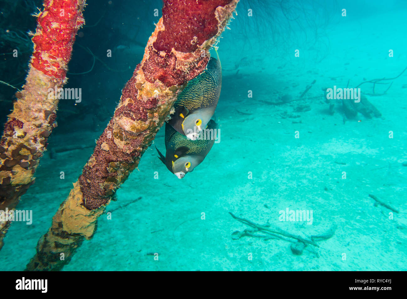 Zwei französische Kaiserfisch (pomacanthus bedächtig) vorsichtig Spähend um einen Pfahl auf dem Deck auf dem Schiffswrack Hilma Hooker auf das Riff von tropischen Bonaire Stockfoto