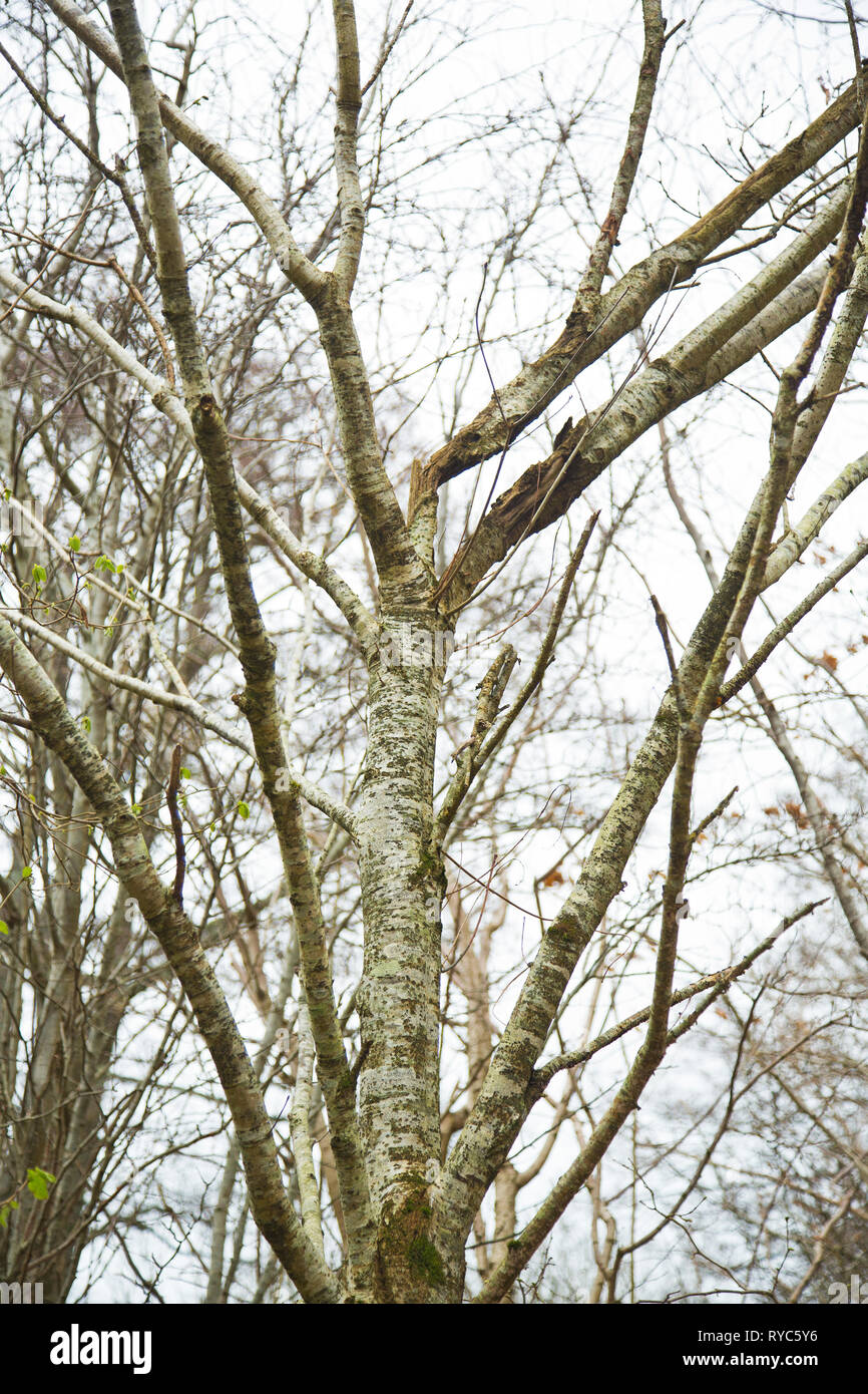 Laubbäume durch graue Eichhörnchen Devon VK beschädigt Stockfoto