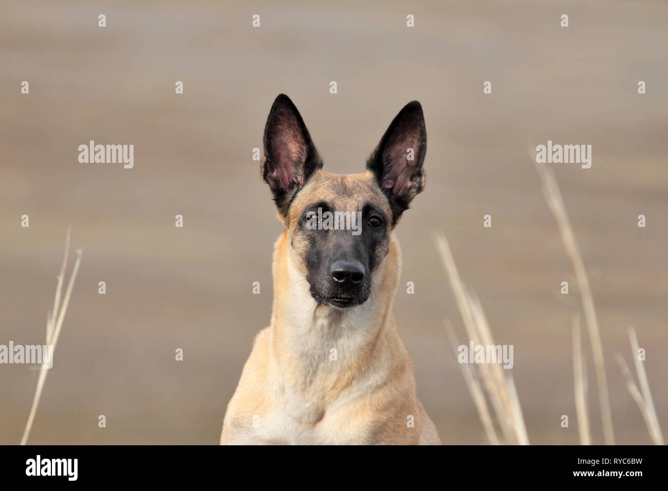 Porträt einer wunderschönen Hund Rasse Belgischer Schäferhund Malinois auf die Natur Stockfoto