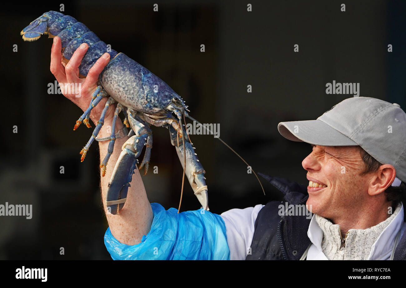 Fischhändler und Eigentümer von Collingwood Meeresfrüchte auf Northshields fisch Kai Tony Mc Lean, 38, zeigt eine seltene blaue Hummer aus gefangen von der Küste von Northumberland in Nevsehir. Die Chancen für eine blaue Hummer sind 1, 2 Millionen, so wird dieser nicht in der kochenden Topf aber nach genannt werden wird die Überschrift zum Blue Reef Zentrum in Tynemouth für die Öffentlichkeit zu sehen. Stockfoto