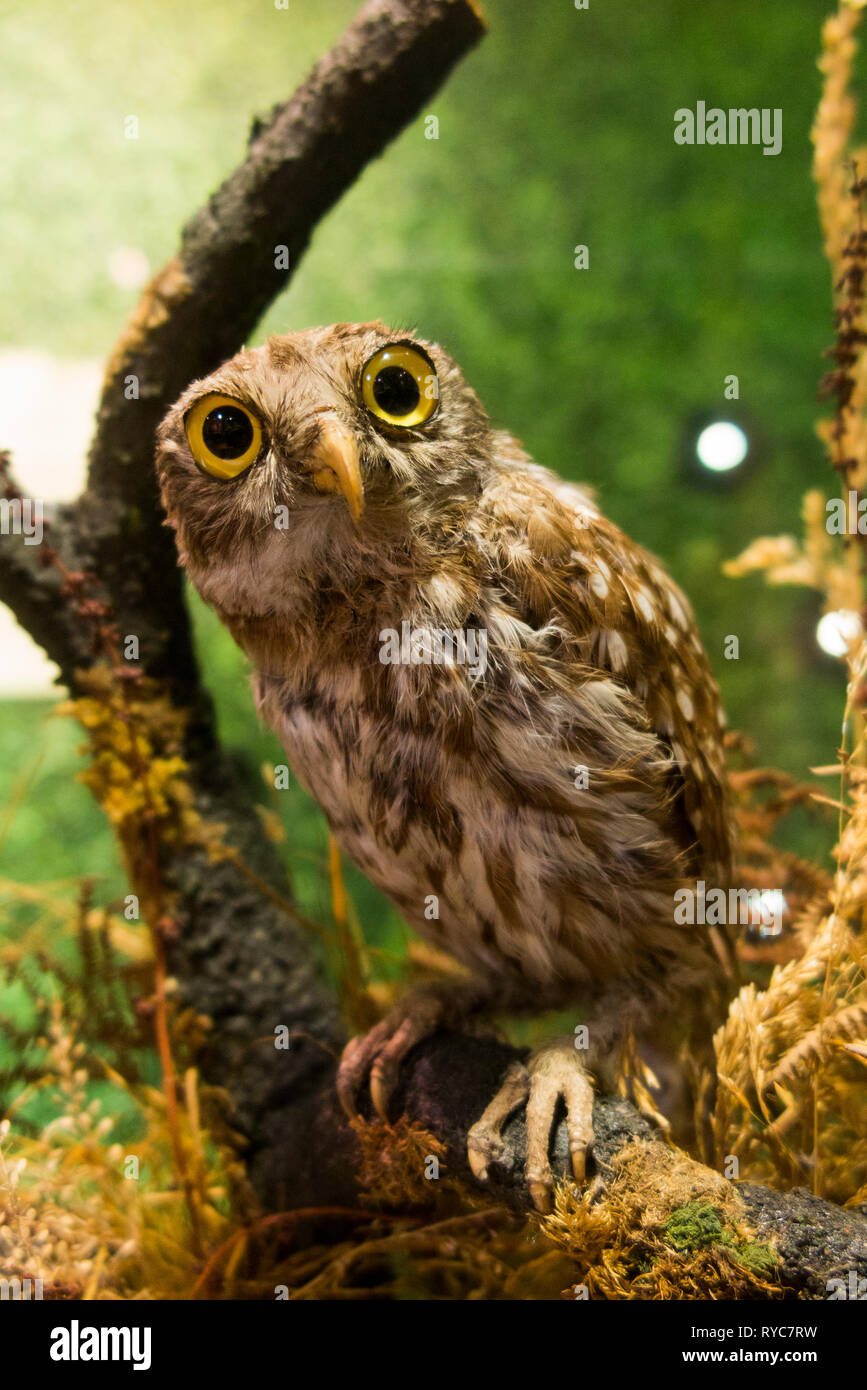 Florence Nightingale's gefüllte pet Eule, Athena, im Rosengarten Anzeige an der Florence Nightingale Museum. London, Großbritannien. (107) Stockfoto