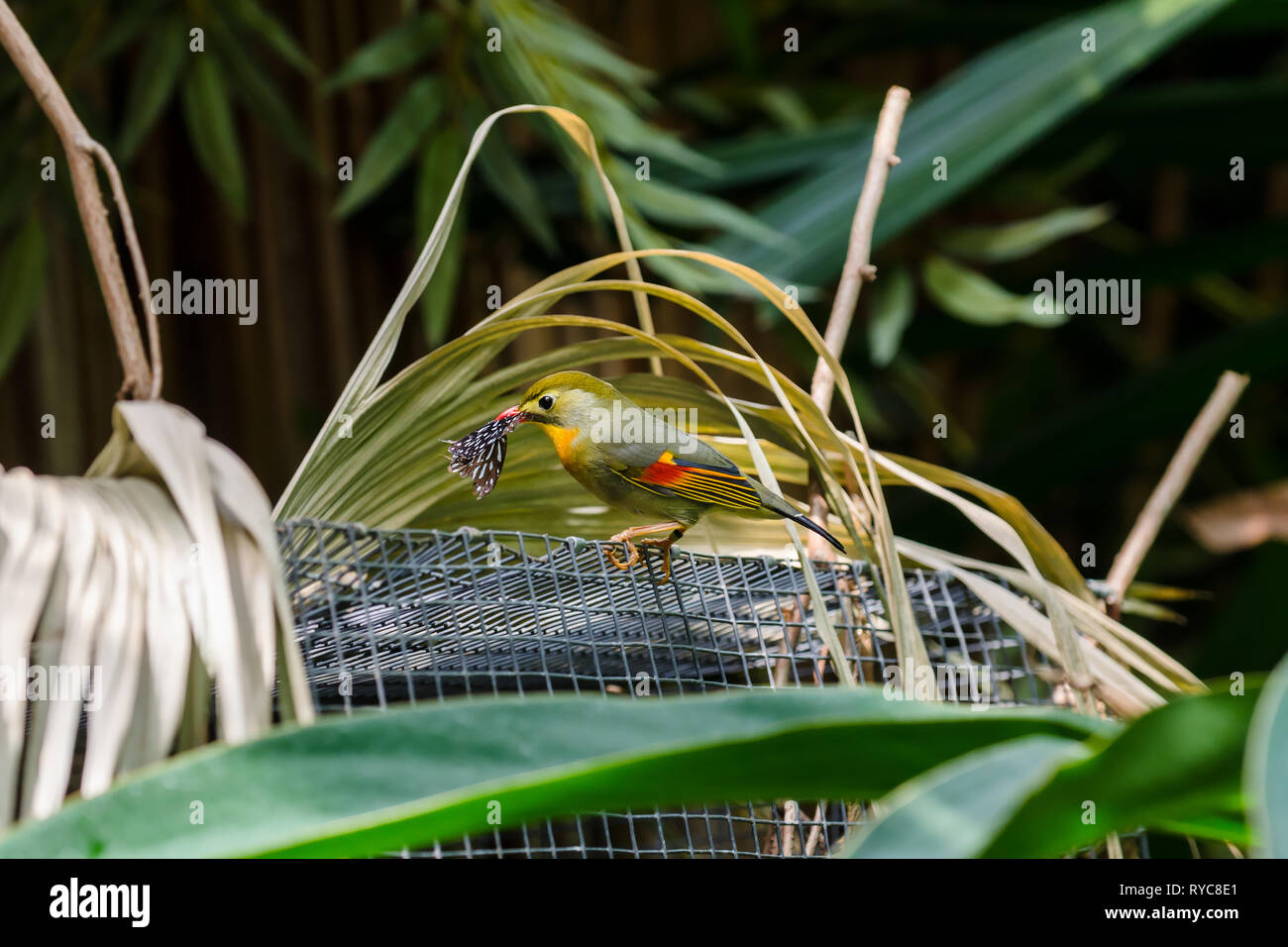 Der rot-schnabelige Leiothrix (Leiothrix Lutea)-Vogel fängt einen Schmetterling und steht auf einem Stahlkäfig in einem Park im Zoo von Toronto Stockfoto Der rot-schnabelige Leiothrix (Leiothrix Lutea)-Vogel fängt einen Schmetterling und steht auf einem Stahlkäfig in einem Park im Zoo von Toronto Stockfoto