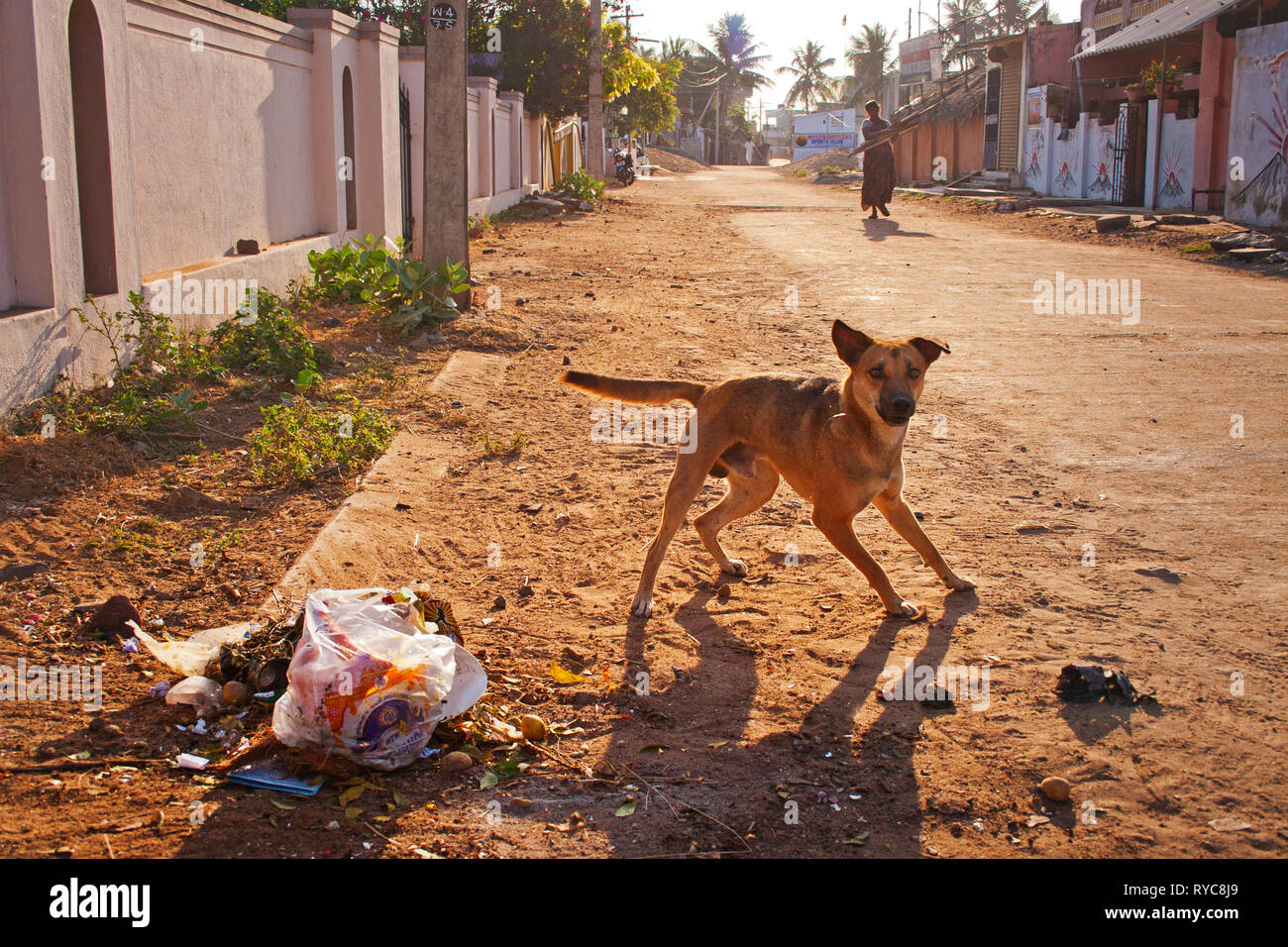 Ein Hund essen von einem Haufen Müll auf einer Straße in Indien Stockfoto