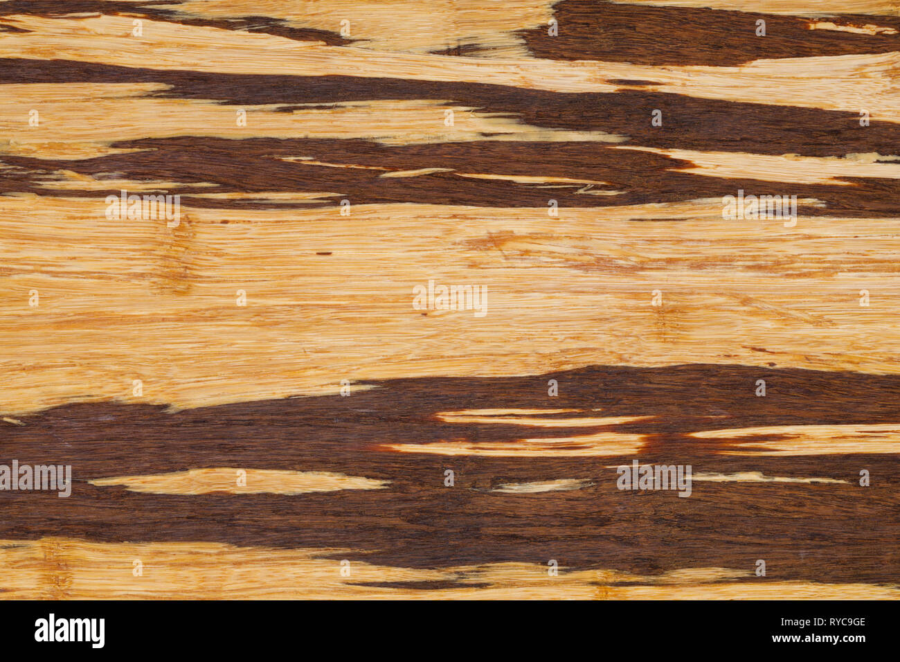 Bambus Holz Slice mit Textur und reiche Details Stockfoto