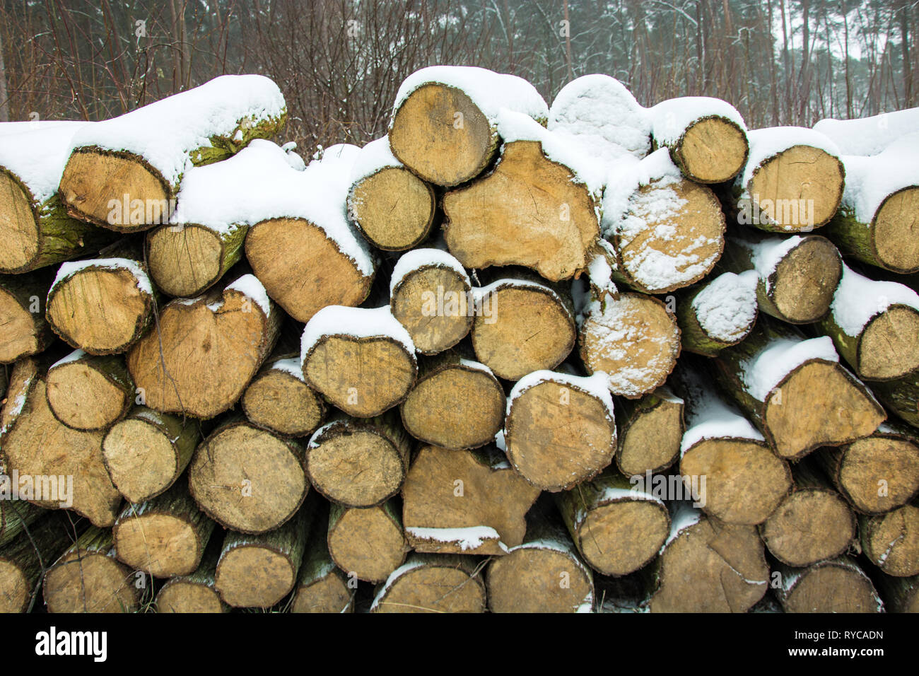 Schnee bedeckt Protokolle von Bäumen auf einem Haufen im Wald - Winter Blick Stockfoto