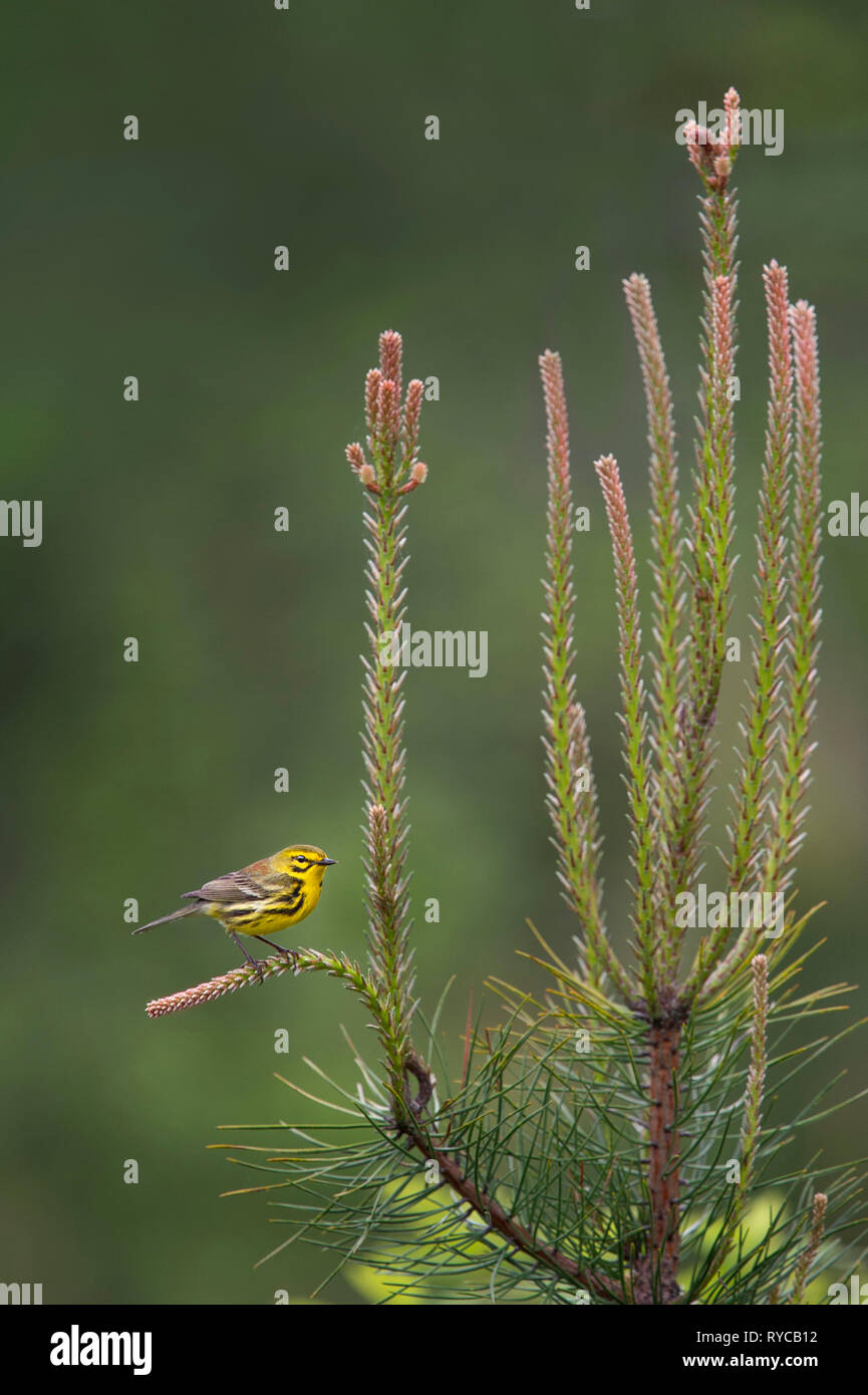 Eine helle gelbe Prairie Warbler thront auf frisches Wachstum Kiefer Äste mit einem glatten grünen Hintergrund. Stockfoto