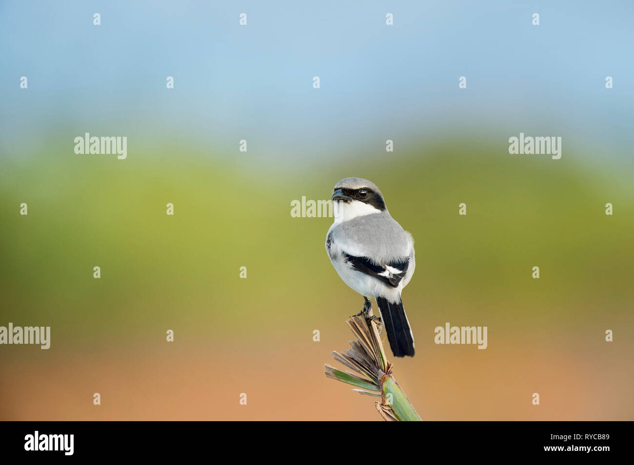 Eine unechte Shrike thront auf einem Palm Stiel mit einer glatten braunen, grünen und blauen Hintergrund in weiches Licht. Stockfoto