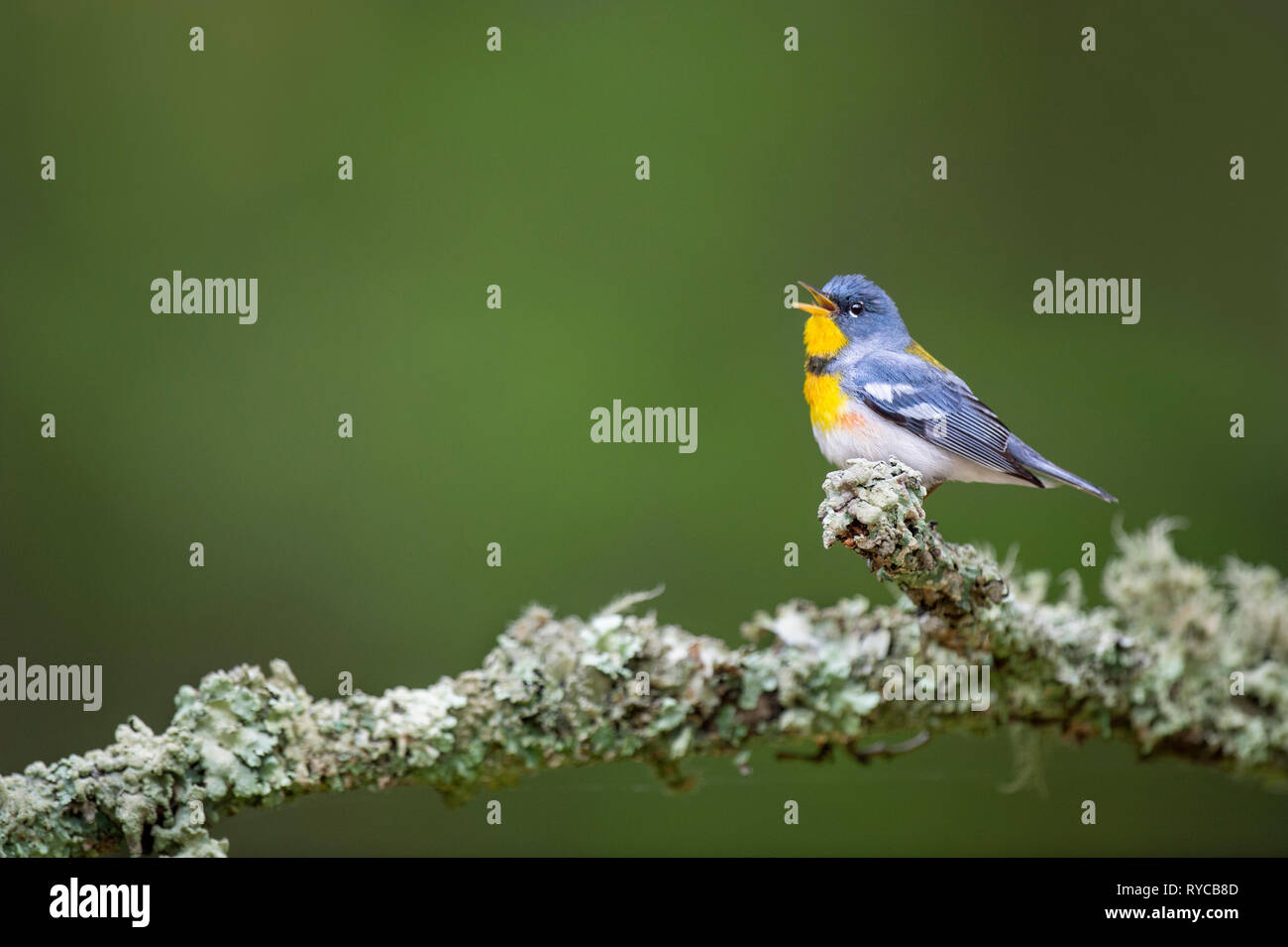 Ein männlicher Nördlichen Parula singt, während auf einem strukturierten Flechten thront Zweig mit einem glatten grünen Hintergrund abgedeckt. Stockfoto