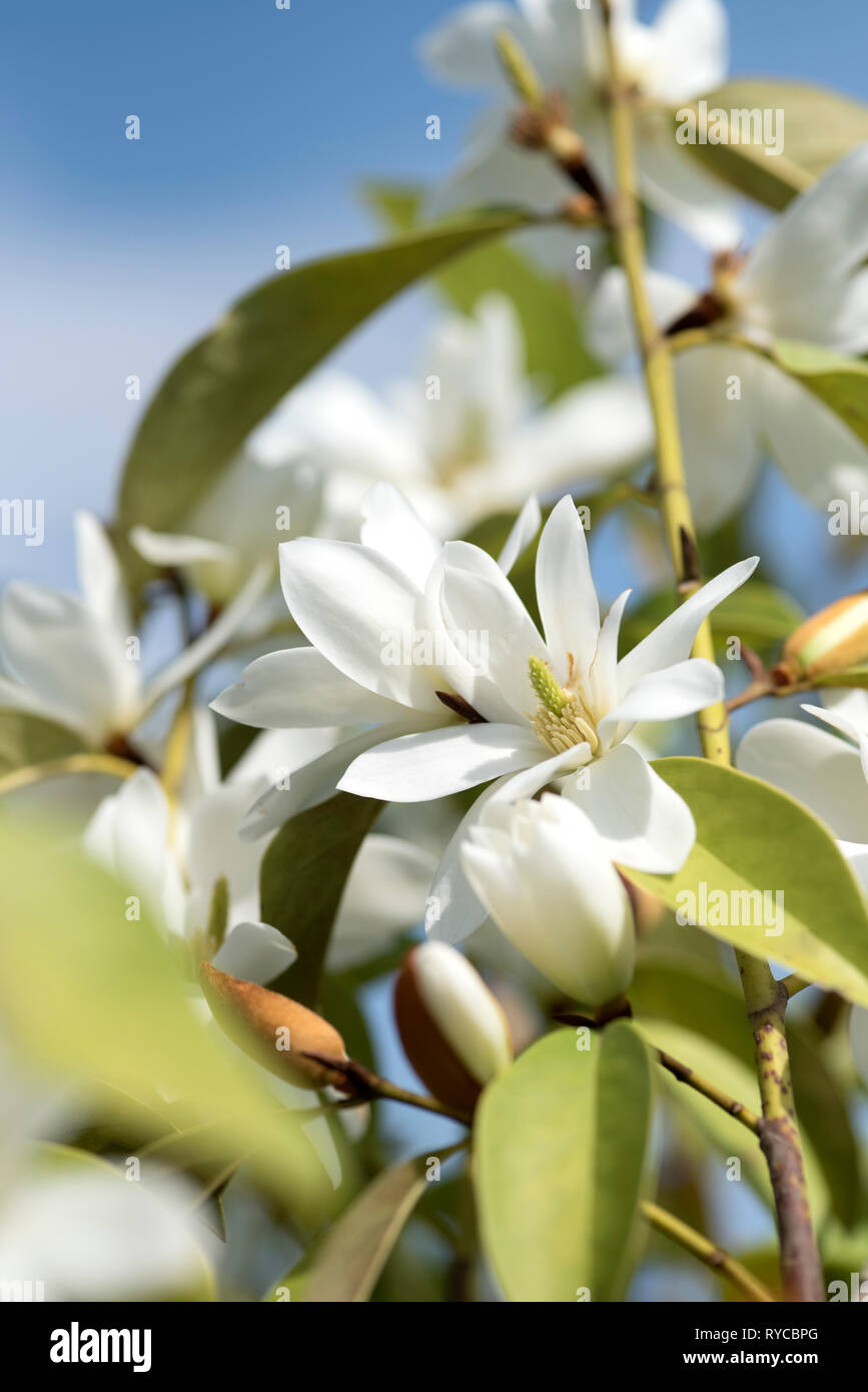 MAGNOLIA MICHELIA FEE WEISS Stockfoto