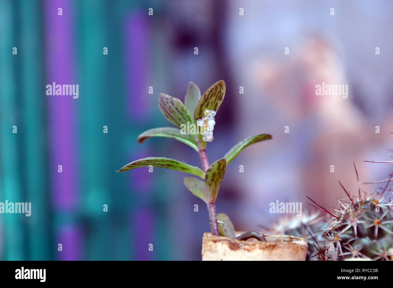 Cimex lectularius Eier auf eine Kalanchoe plant mit einem violetten und grünen Streifen Hintergrund Stockfoto