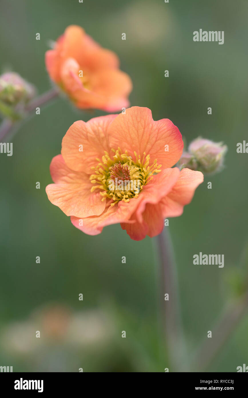GEUM VÖLLIG MANDARINE Stockfoto