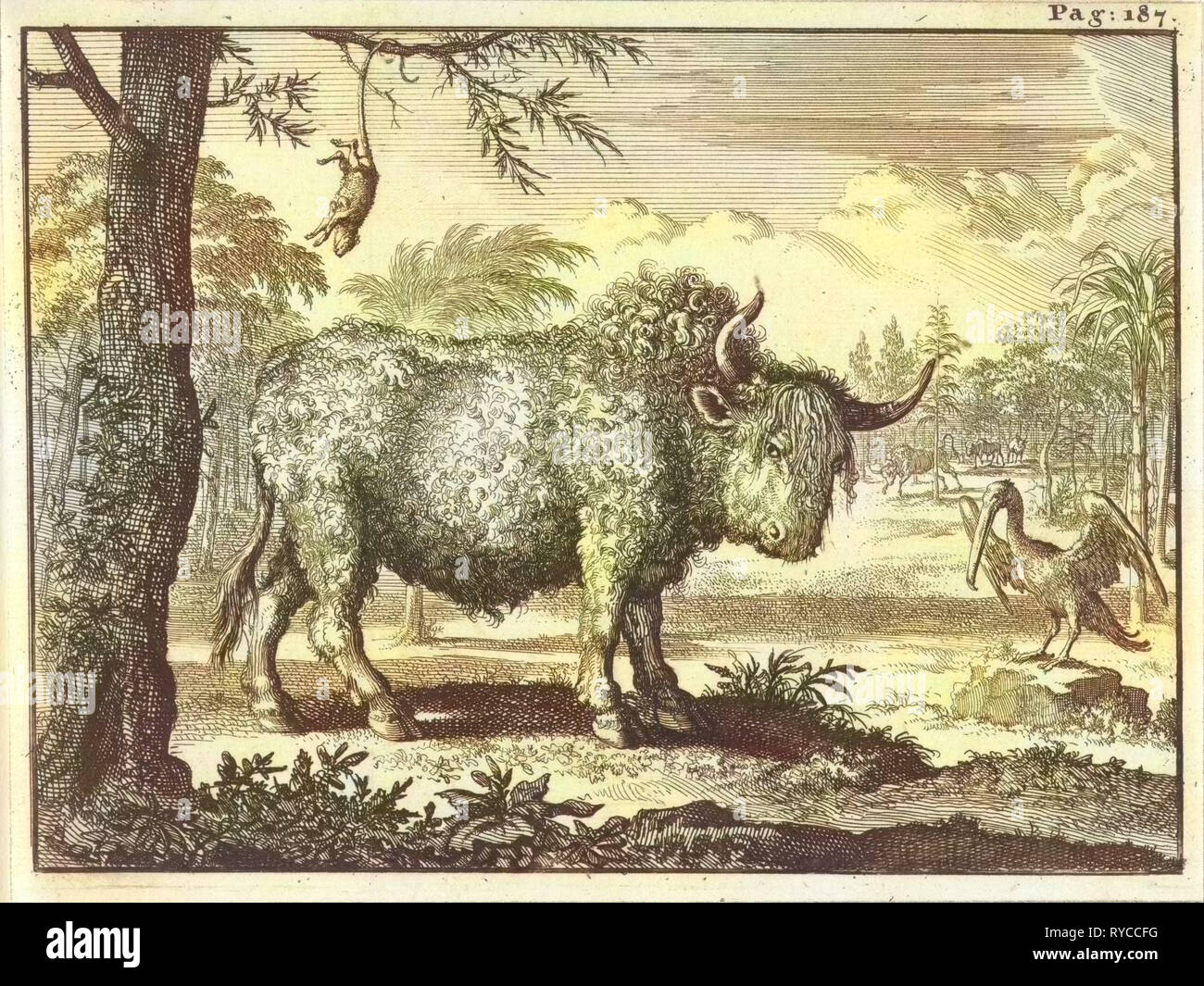Bison, Opposum und ein Pelikan in einer exotischen Landschaft Caspar Luyken, Willem Broedelet, 1697 Stockfoto