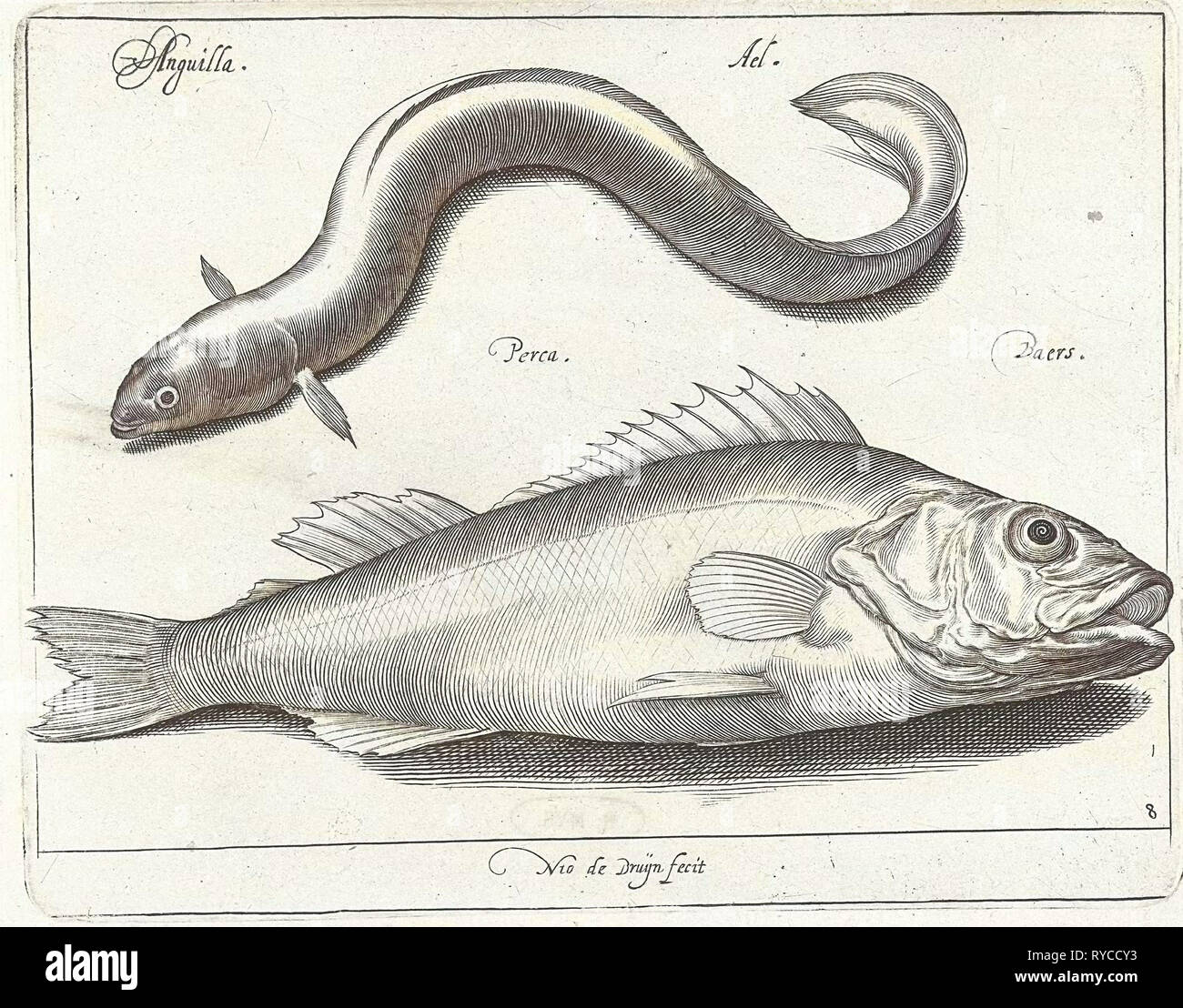 Aal und Bass, Nicolaes de Bruyn, 1581-1656 Stockfoto