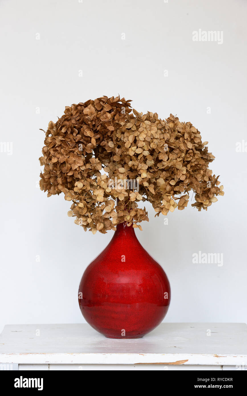 Trockene Hortensie in einem roten Vase auf einem Tisch auf einem neutralen Hintergrund Stockfoto