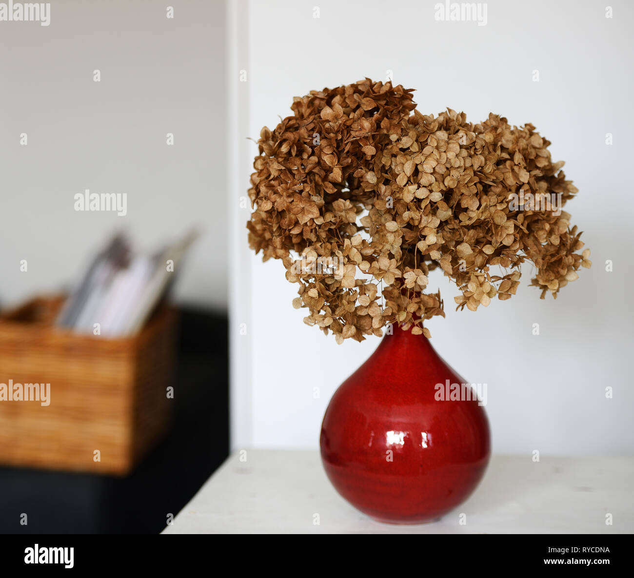 Trockene Hortensie in einem roten Vase auf einem Tisch auf einem neutralen Hintergrund Stockfoto