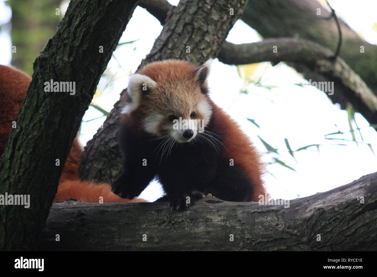 Roter panda Stockfoto