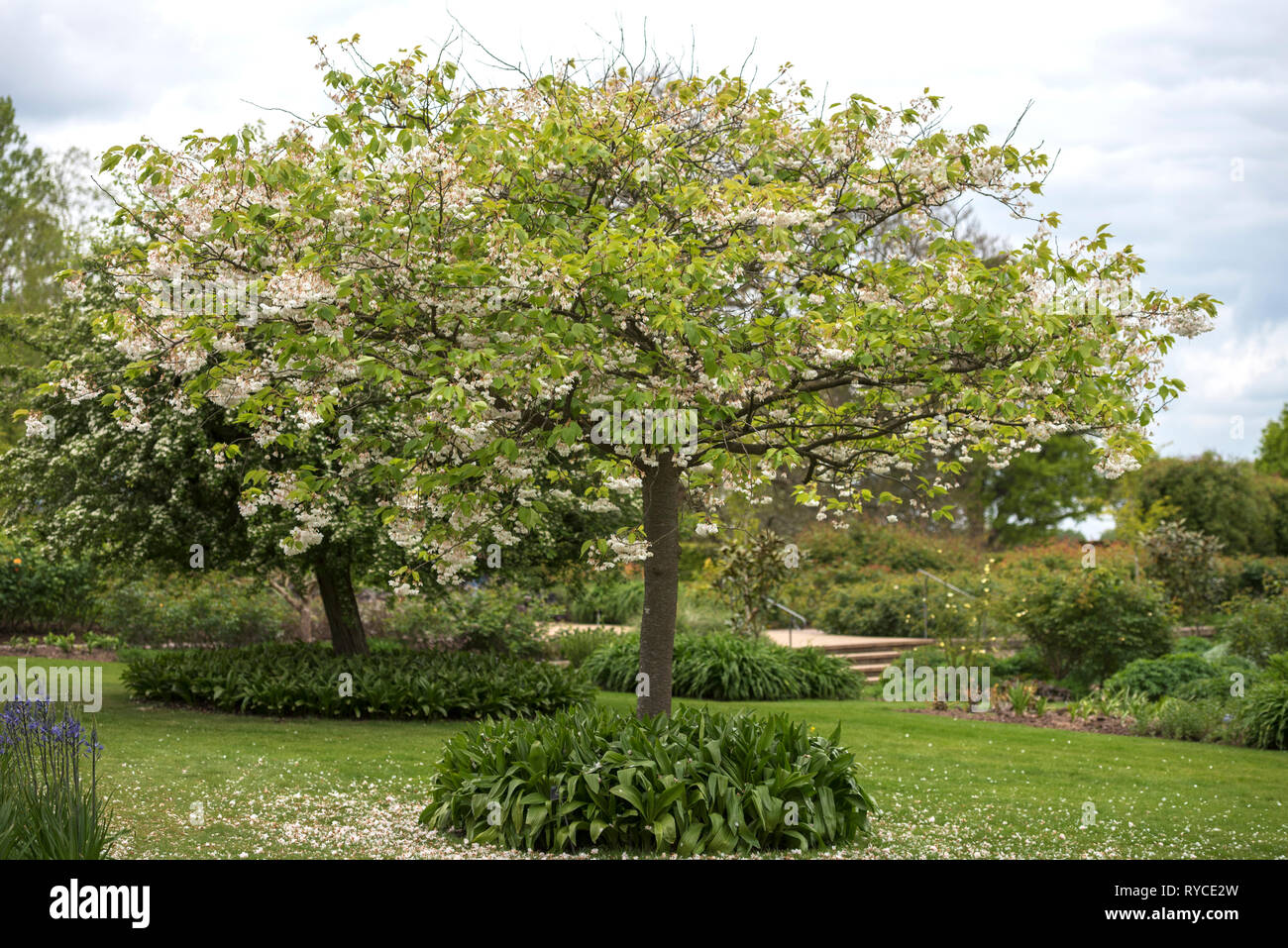 PRUNUS SHOGETSU Stockfoto