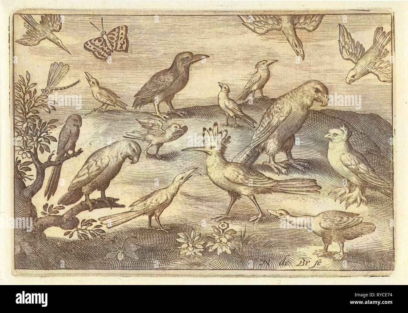 Hop und andere Vögel, Nicolaes de Bruyn, 1594 Stockfoto