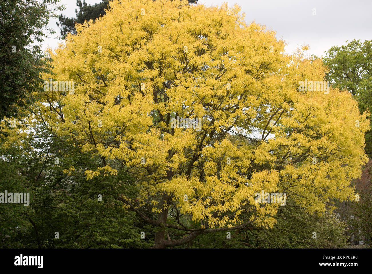 QUERCUS RUBRA AUREA Stockfoto