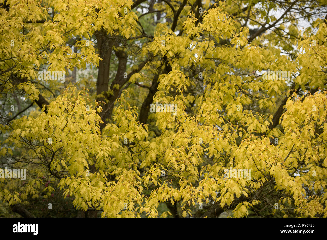 QUERCUS RUBRA AUREA Stockfoto