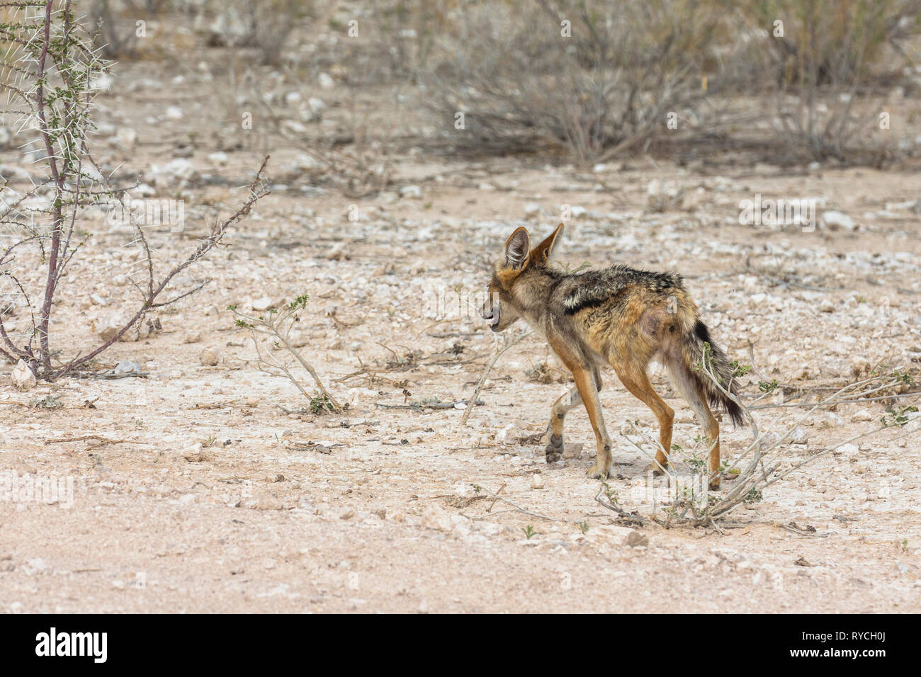 Einsame Fuchs in der Steppe von Etosha Nationalpark, Namibia Stockfoto
