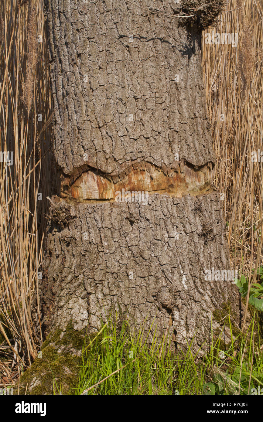 Eiche (Quercus robur). Ringeln. Rinde entfernt alle Weise um den Stamm. Trunk ring bellte mit einer Kettensäge. Baum stehen gelassen zu sterben und weiterhin eine Rolle im Lebenszyklus der biologischen Vielfalt in einem Feuchtgebiet zu spielen. Calthorpe Breite NNR. Norfolk. ​ Stockfoto