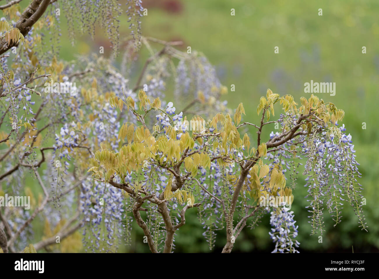 WISTERIA FLORIBUNDA Stockfoto