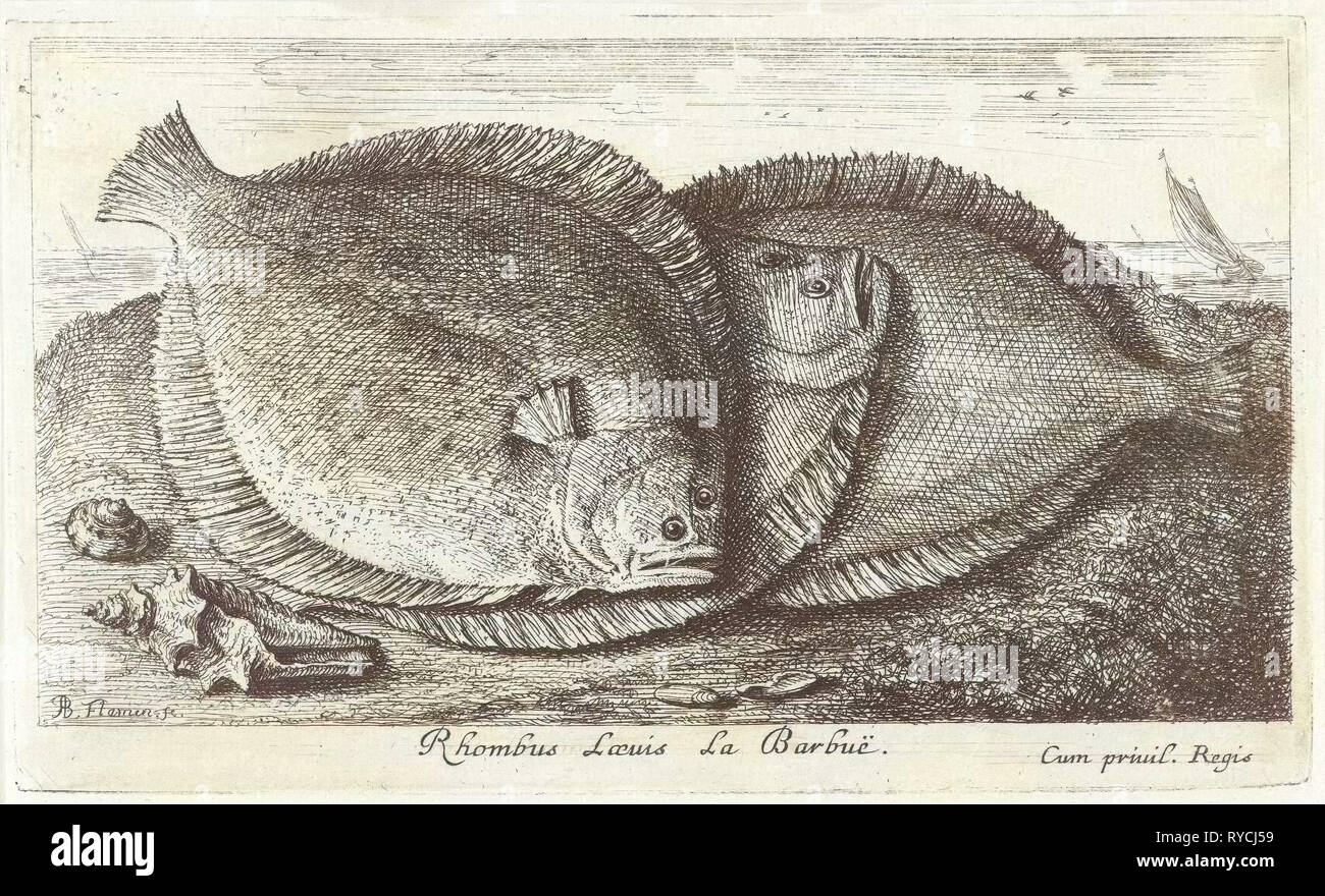 Drei Fische am Strand, Brill, Scophthalmus Rhombus, eine Art der Plattfische in der Steinbutt-Familie Stockfoto