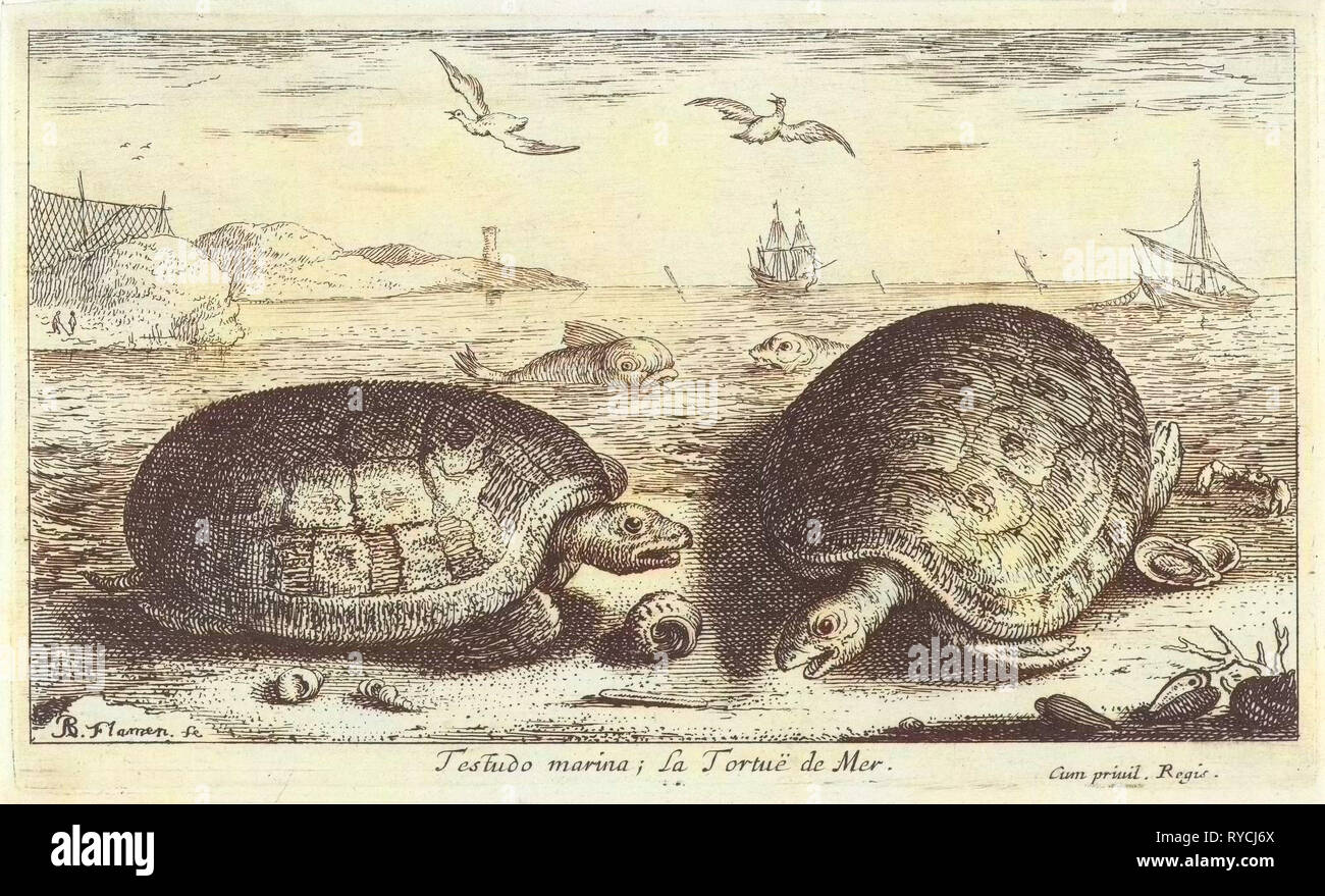 Zwei Schildkröten am Strand, Albert Flamen, 1664 Stockfoto