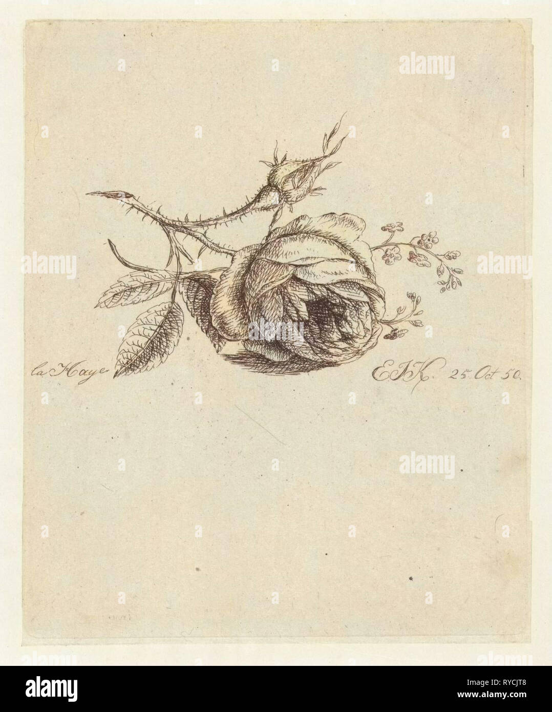 Eine Rose und Vergissmeinnicht, Elisabeth Johanna Koning, 1850 Stockfoto