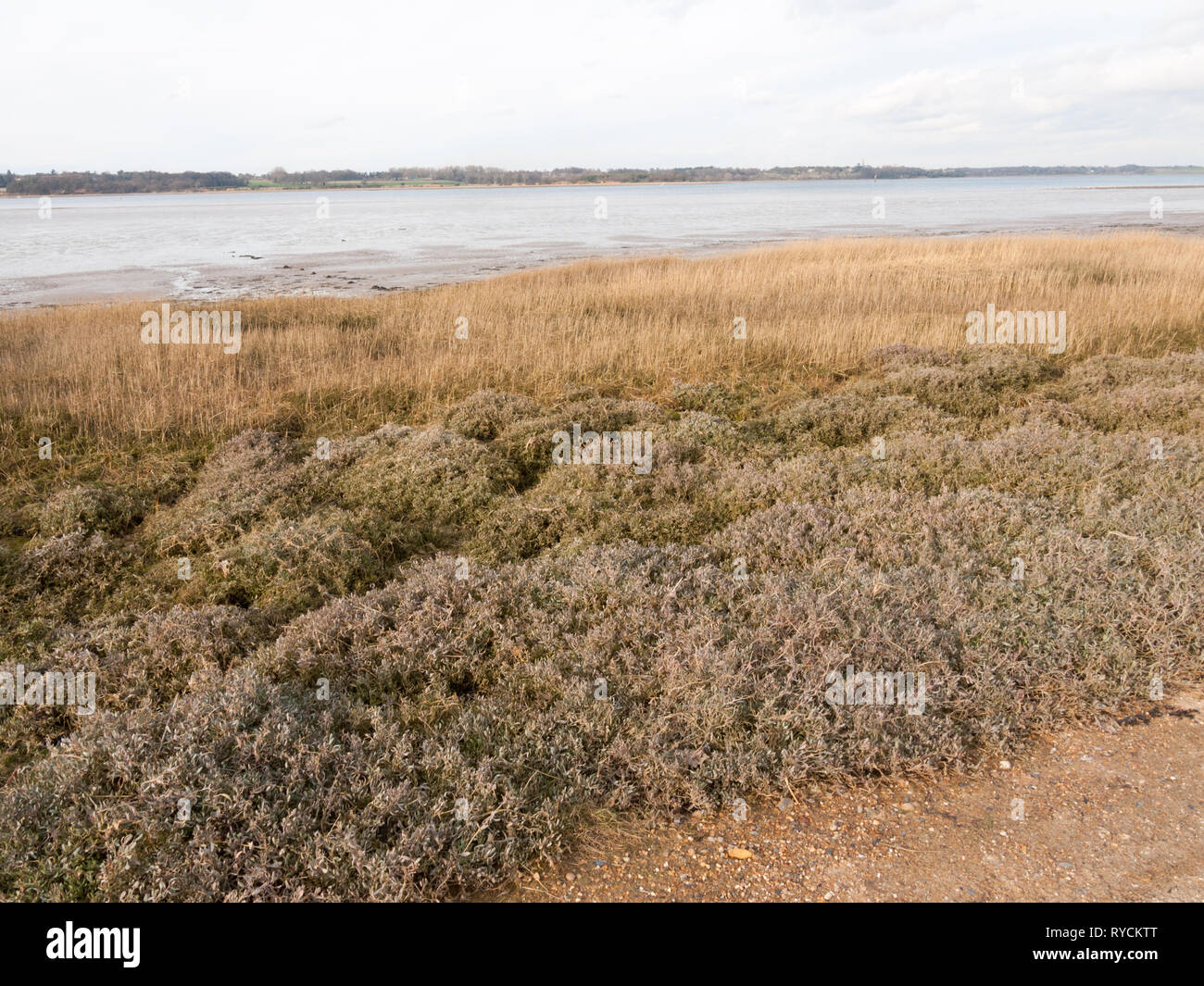 Schöne Bay Coastal offener Landschaft außerhalb Manningtree, Jacques Bucht, Essex, England, Großbritannien Stockfoto