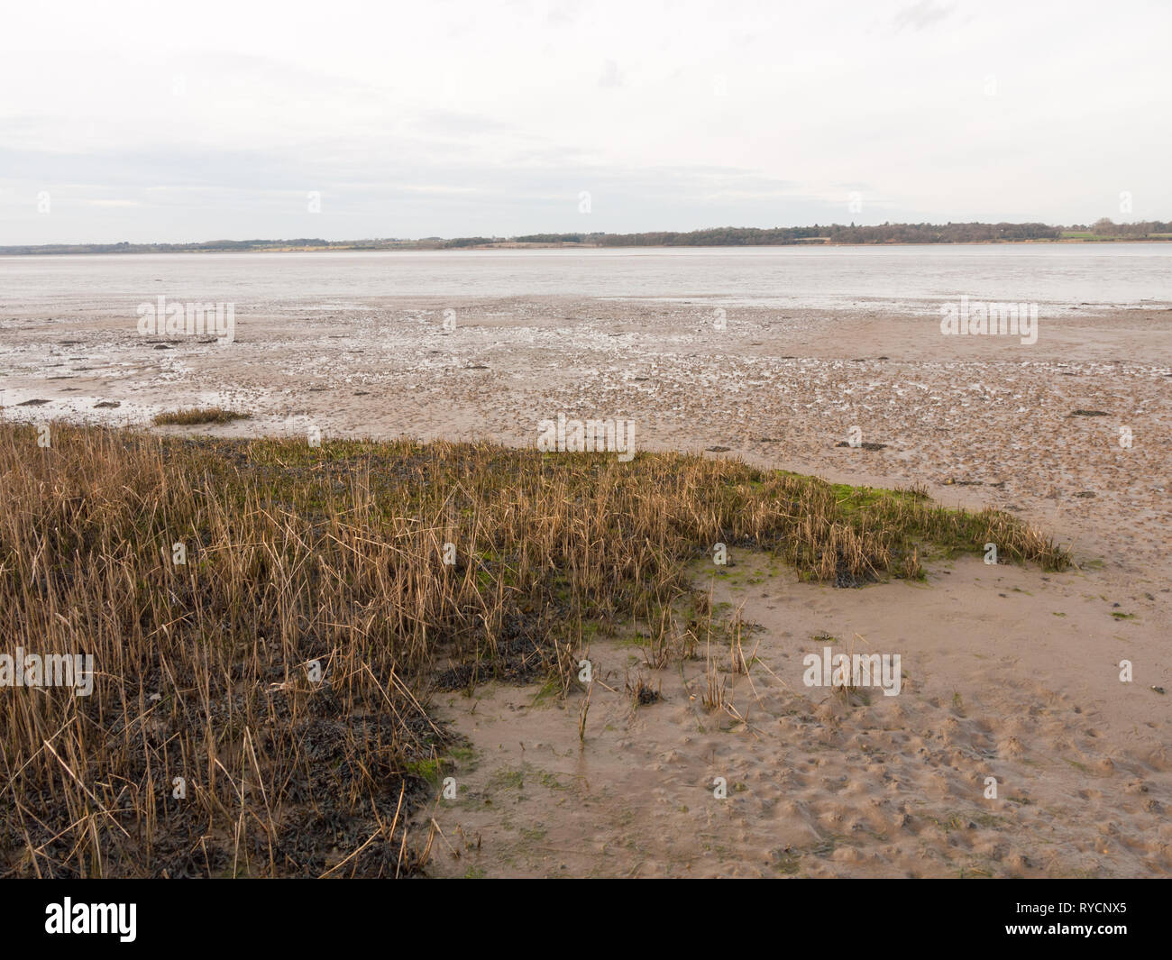 Schöne Bay Coastal offener Landschaft außerhalb Manningtree, Jacques Bucht, Essex, England, Großbritannien Stockfoto