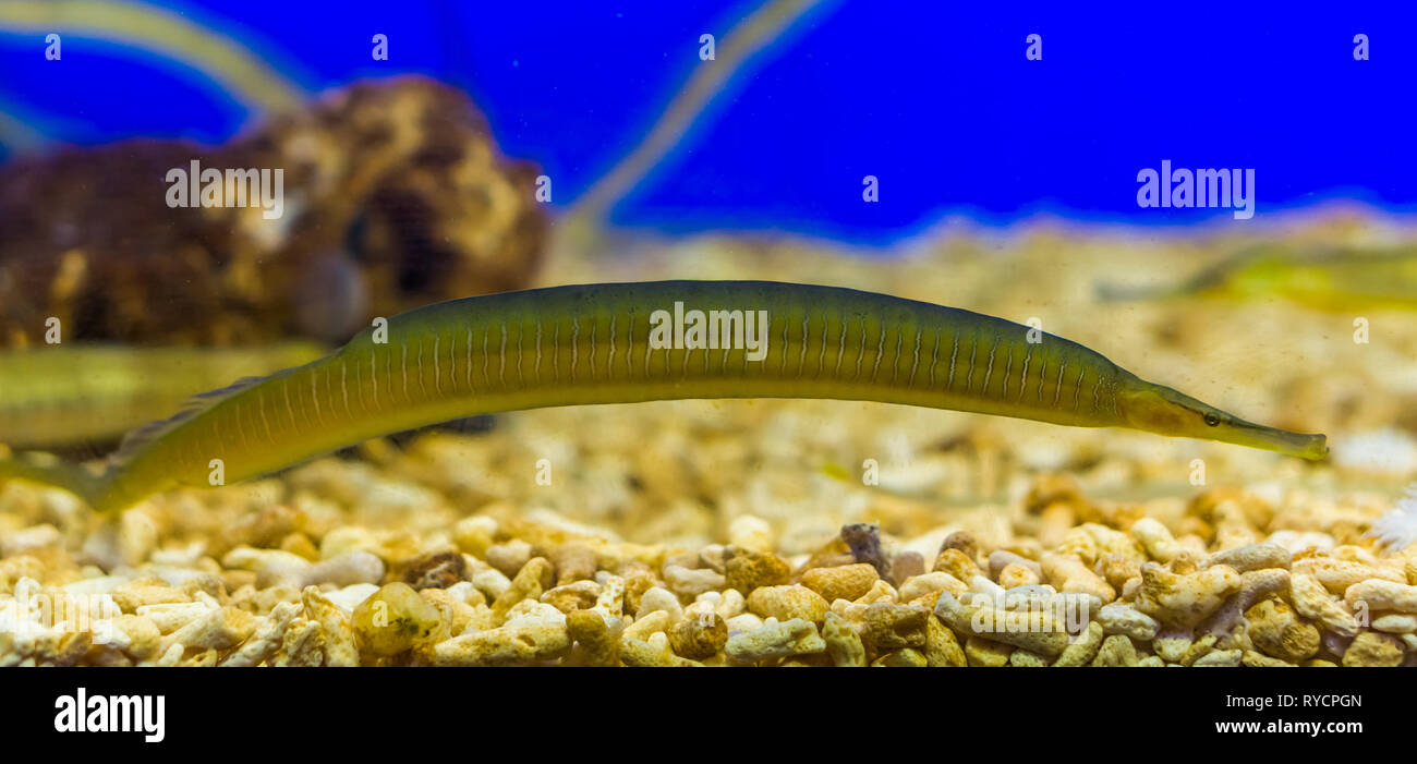 Größere Rohr Fisch, lange und kleinen gelben Fisch mit weißen Streifen, lustige Fische aus dem Mittelmeer Stockfoto