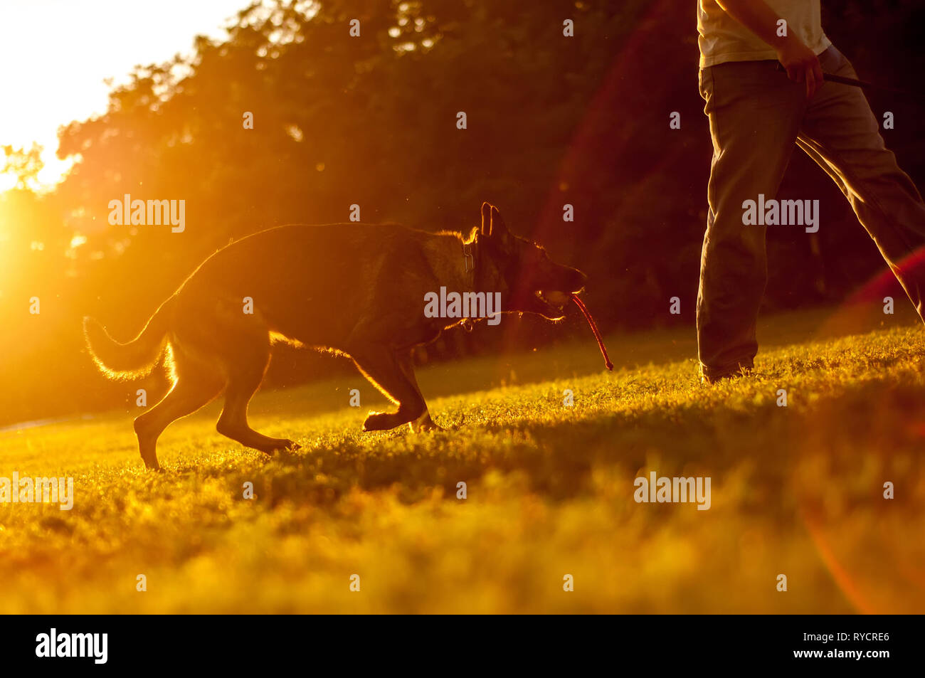 Ausbildung von einem schönen Schäferhund mit einer Kugel von einem Trainer Mann, der an einem sonnigen Tag in den Sonnenuntergang. Stockfoto