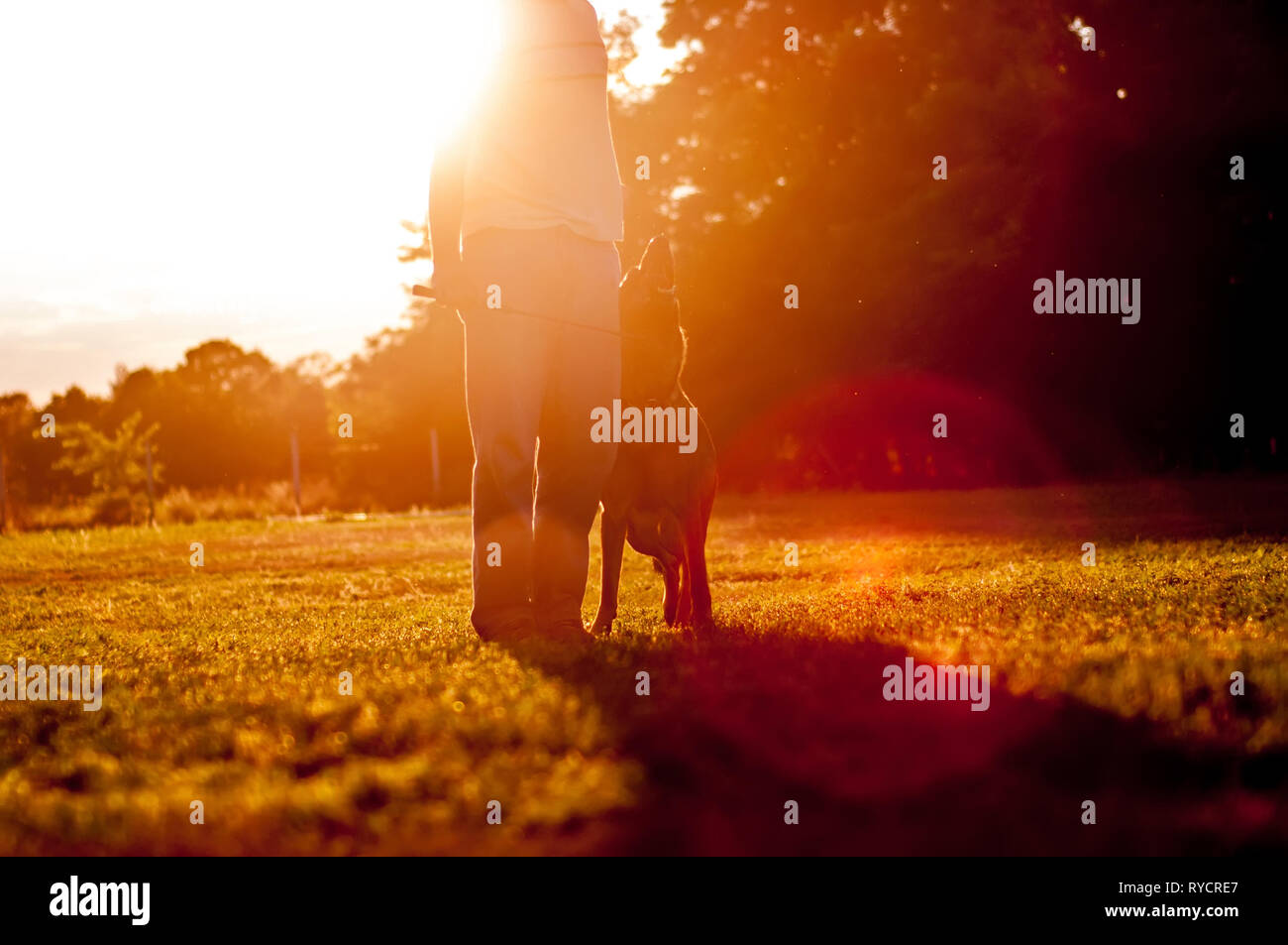 Ausbildung von einem schönen Schäferhund mit einer Kugel von einem Trainer Mann, der an einem sonnigen Tag in den Sonnenuntergang. Stockfoto