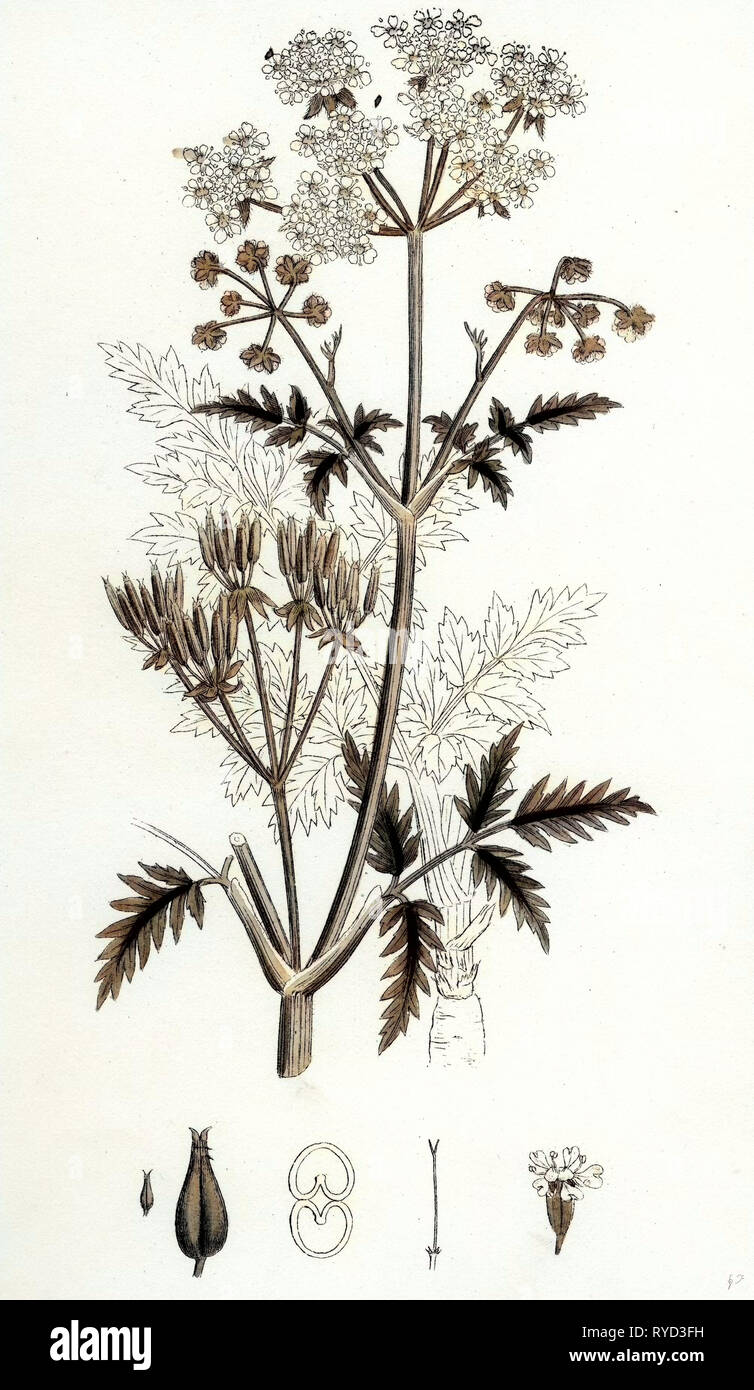 Chaerophyllum Sylvestre wilder Kerbel Stockfoto