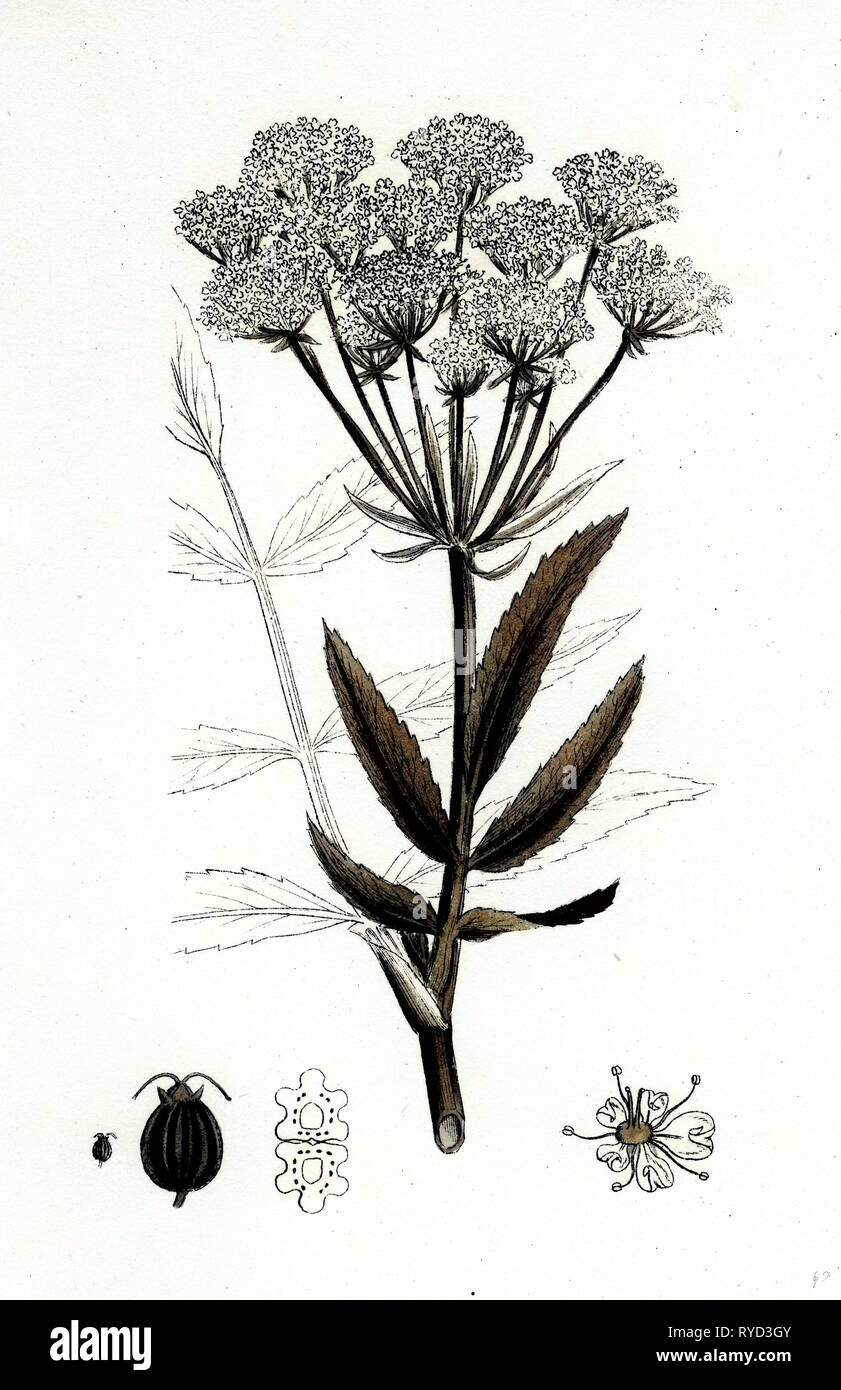 Sium Latifolium große Water-Parsnip Stockfoto