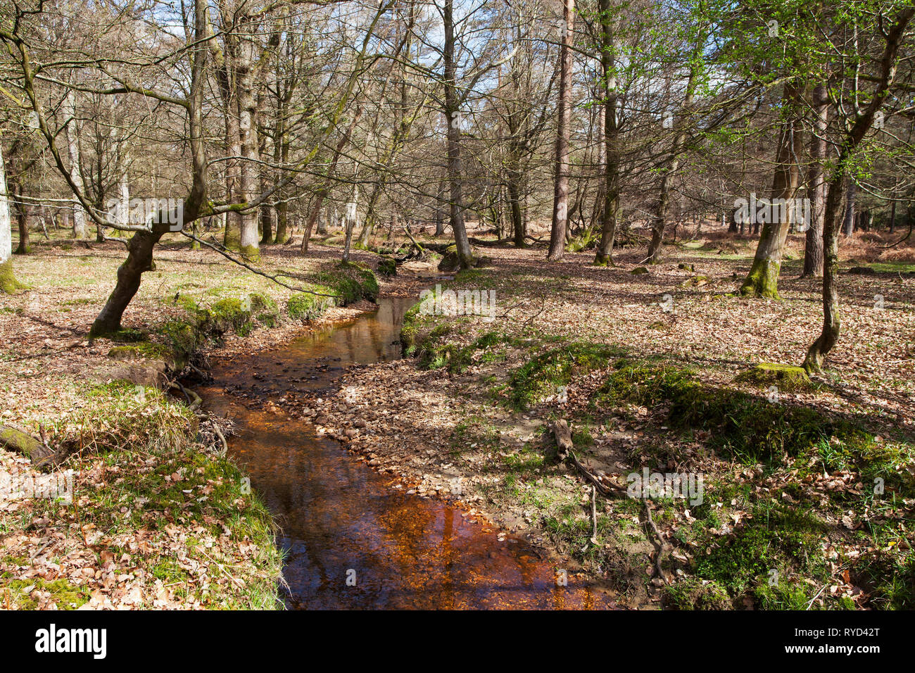 Latchmore Bach, Inseln Dornen Inclosure, New Forest National Park, Hampshire, England, UK, April 2017 Stockfoto