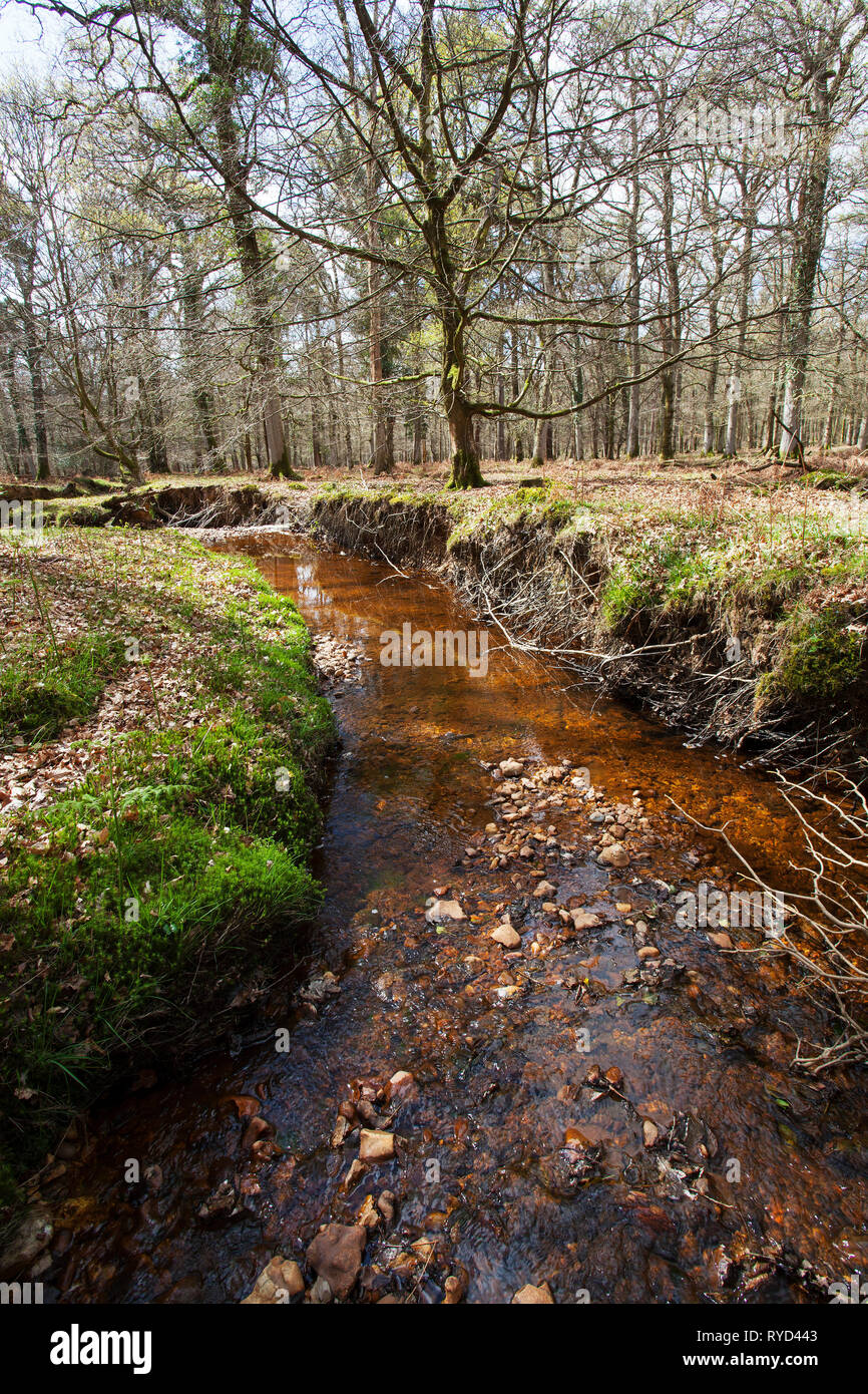 Latchmore Bach Inseln Dornen Inclosure, New Forest National Park, Hampshire, England, UK, April 2017 Stockfoto