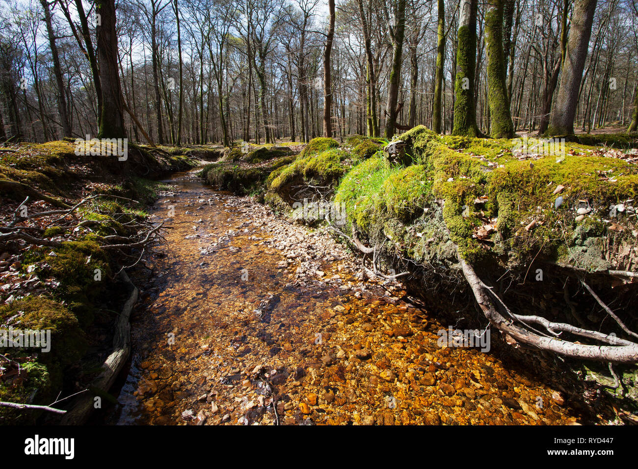 Latchmore Bach Inseln Dornen Inclosure, New Forest National Park, Hampshire, England, UK, April 2017 Stockfoto