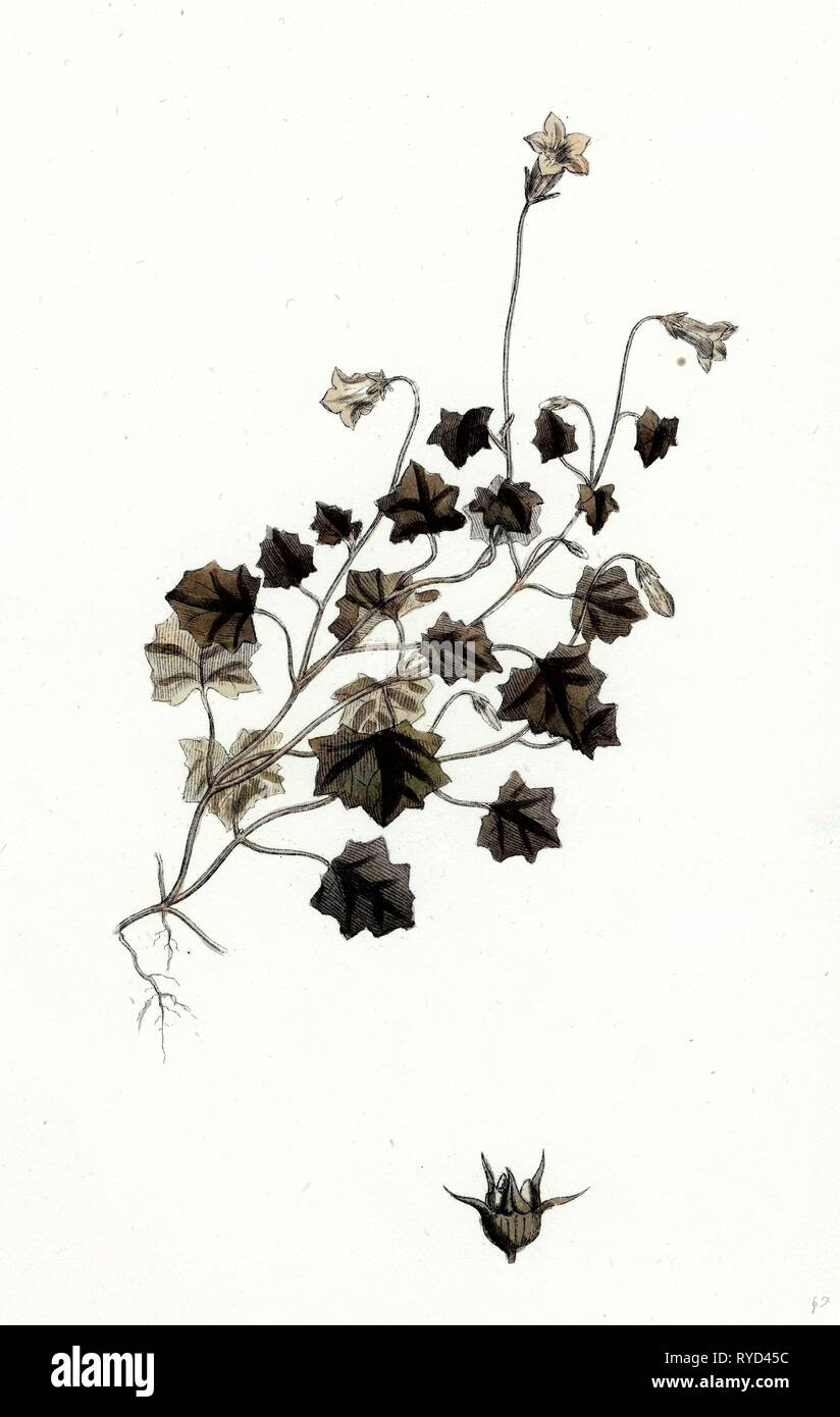 Campanula Hederacea Ivy-Leaved Bell-Flower Stockfoto